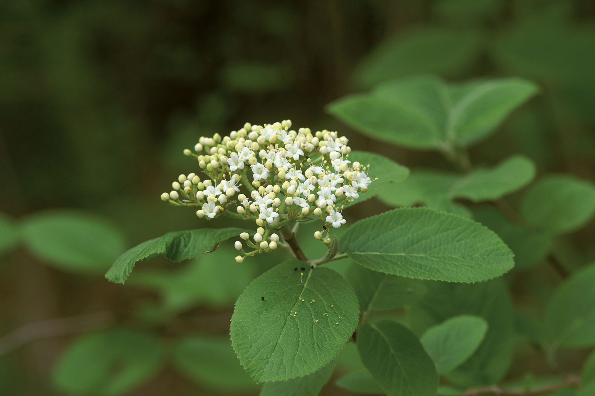 Lantana Viburnum lantana L.