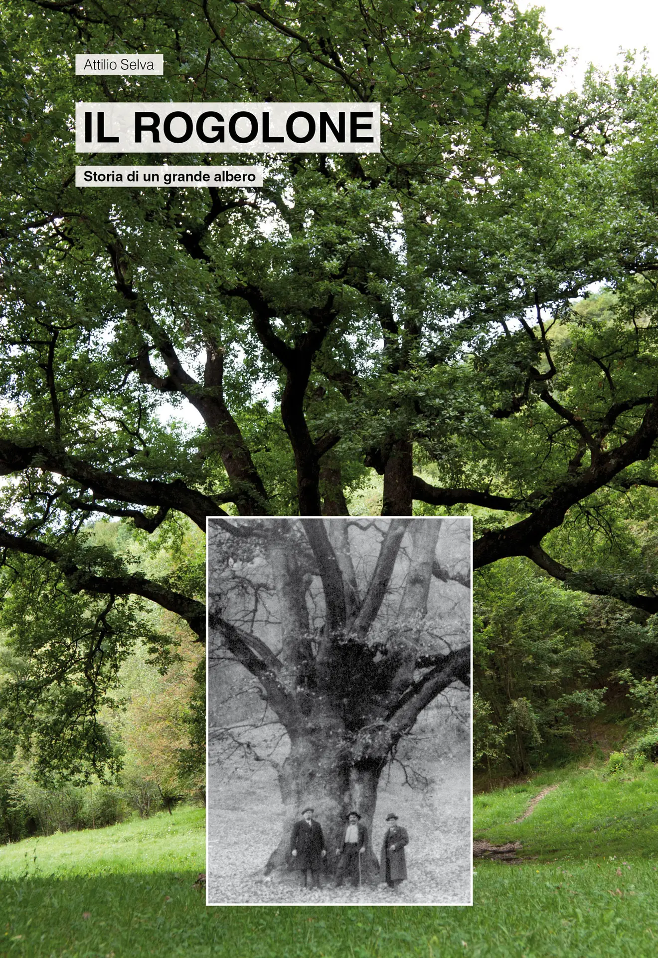 The Rogolone, Story of a great tree