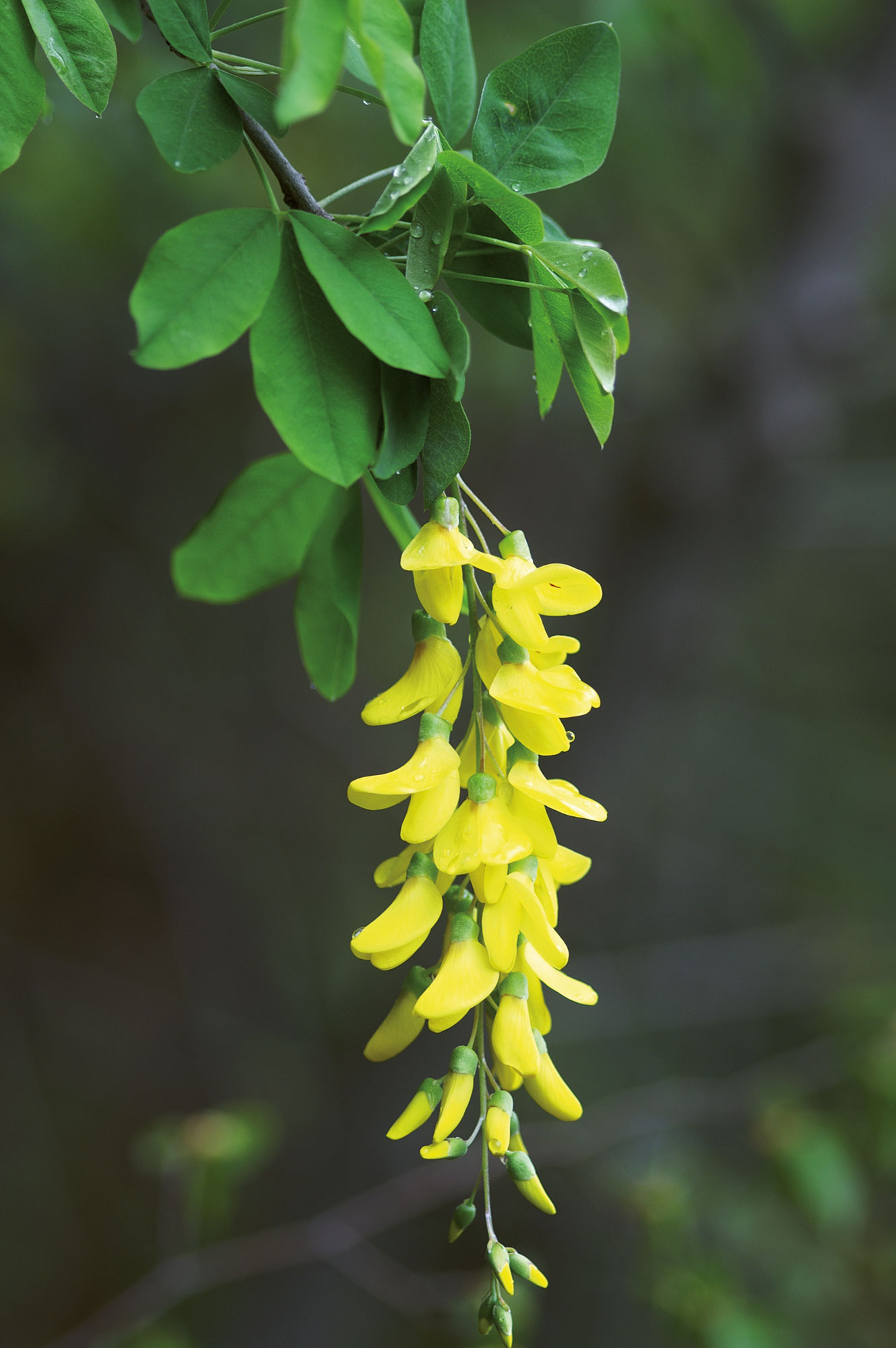 Maggiociondolo Laburnum anagyroides MEDIKUS