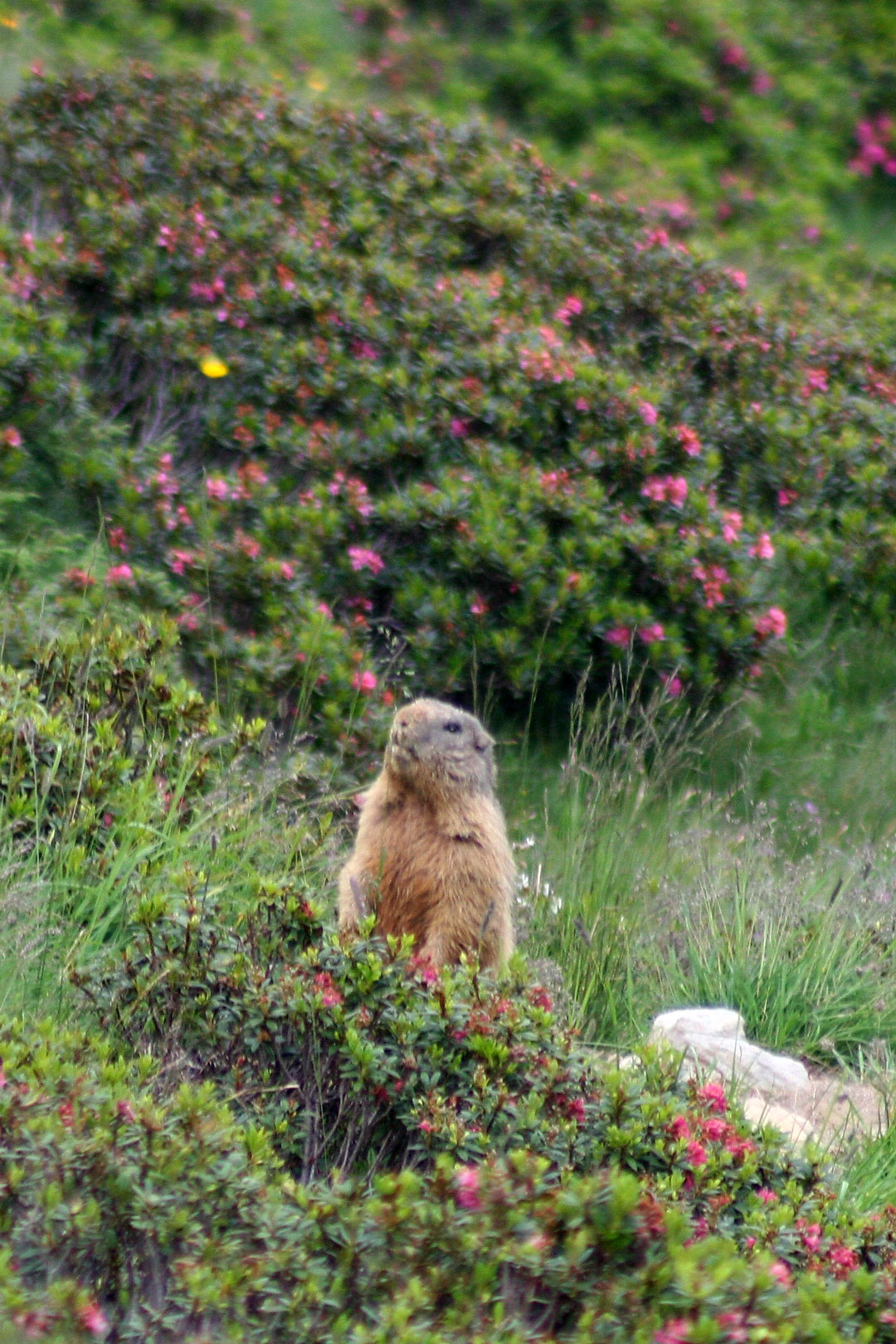 Marmotta - Parco Val Sanagra