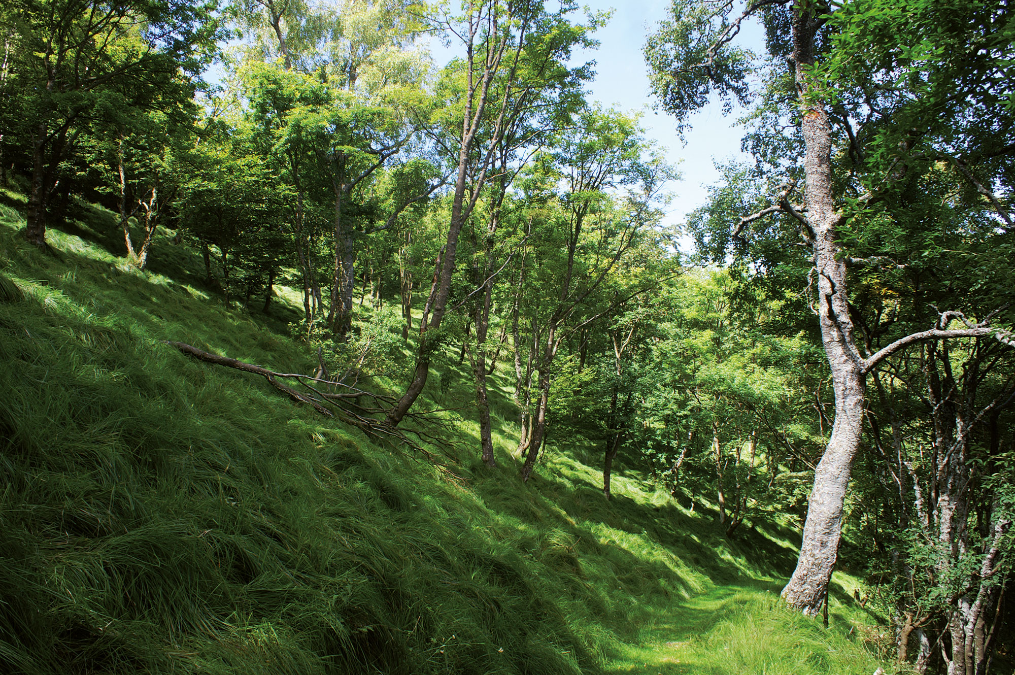 Ontano nero Alnus glutinosa (L.) GAERTNER