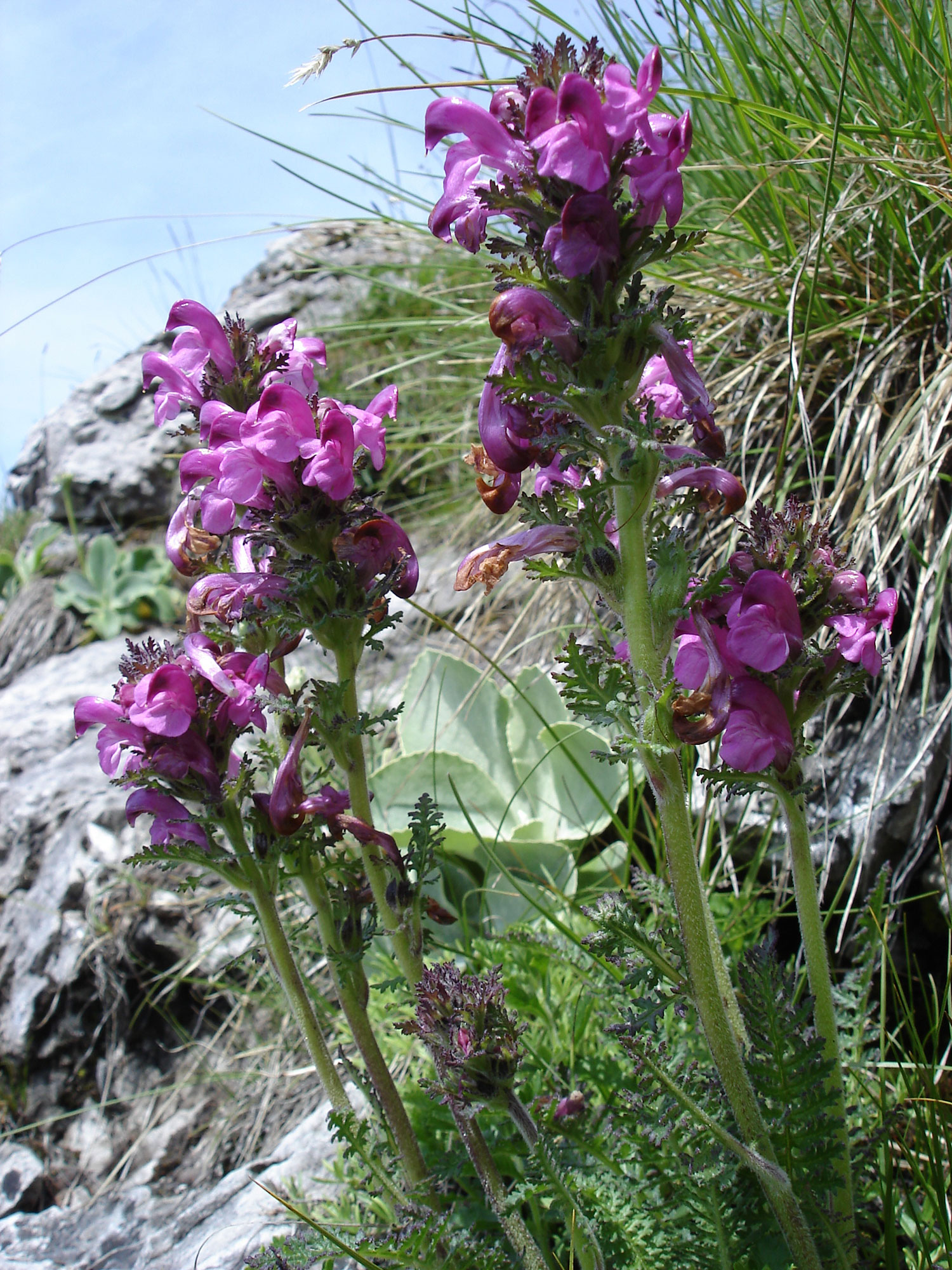 Pedicolare spiralata Pedicularis gyroflexa VILLARS