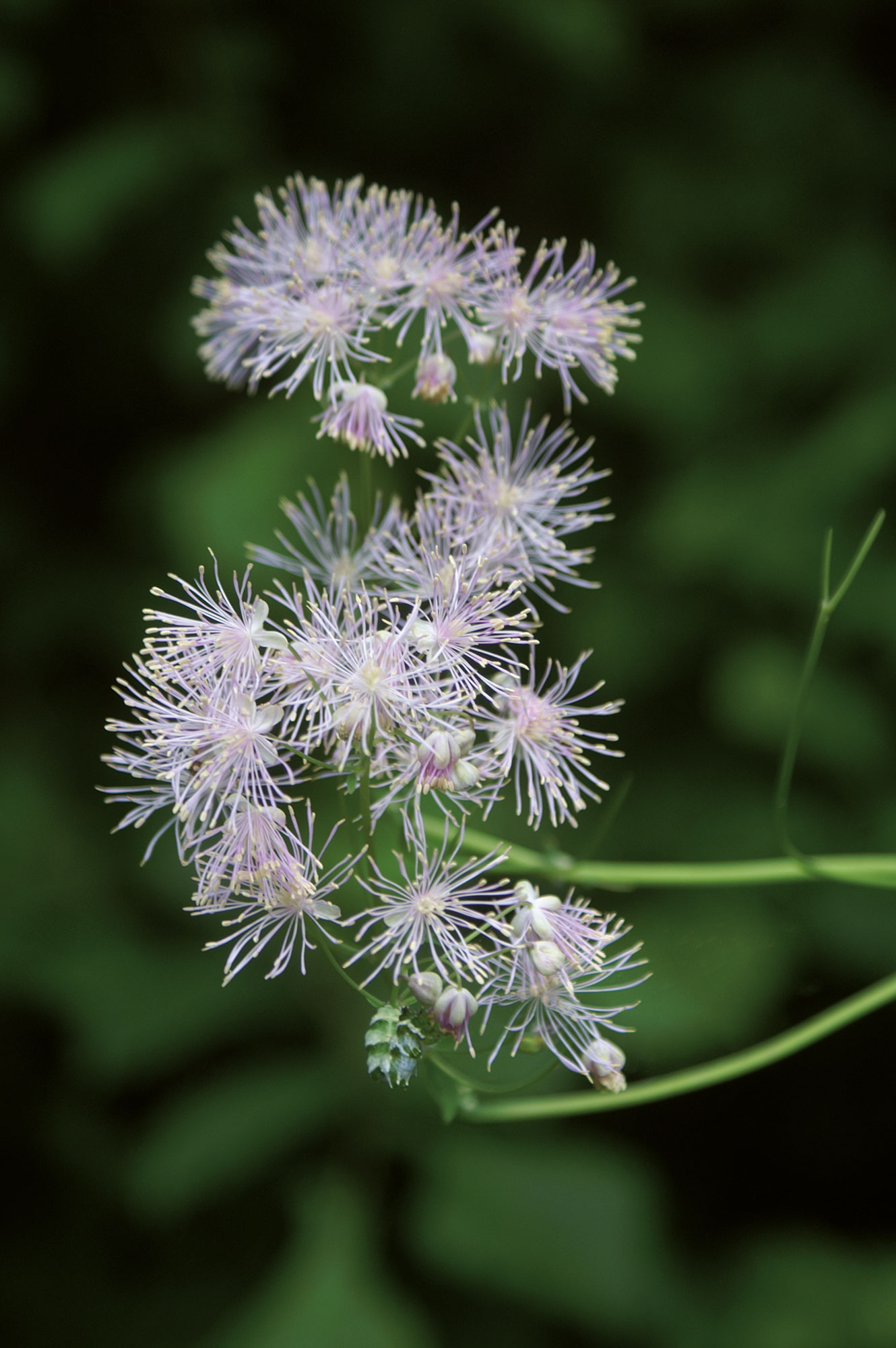Pigamo colombino Thalictrum aquilegifolium L.
