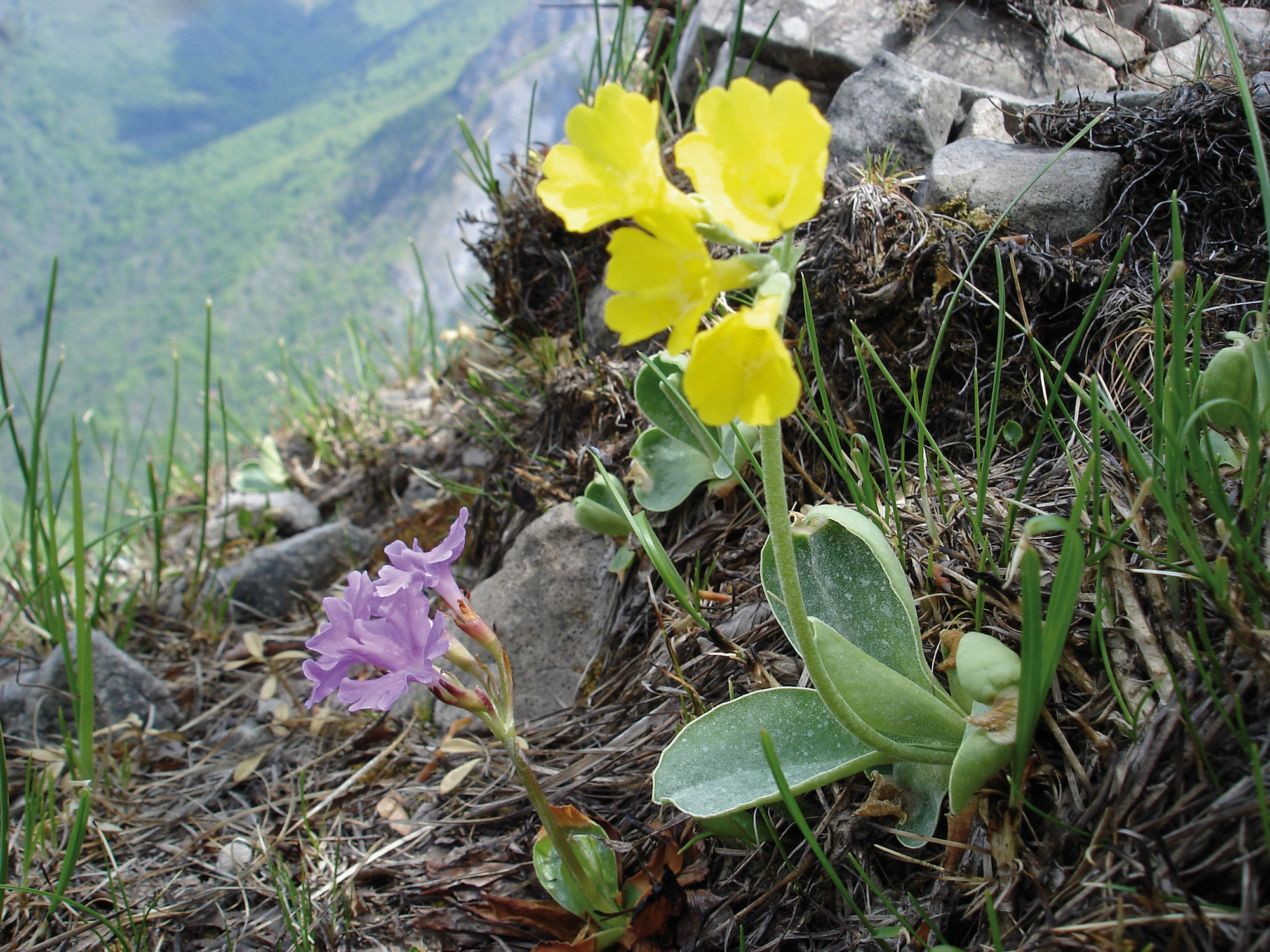 Primula orecchie d'orso Primula auricula L. primula oraccia d’orso
