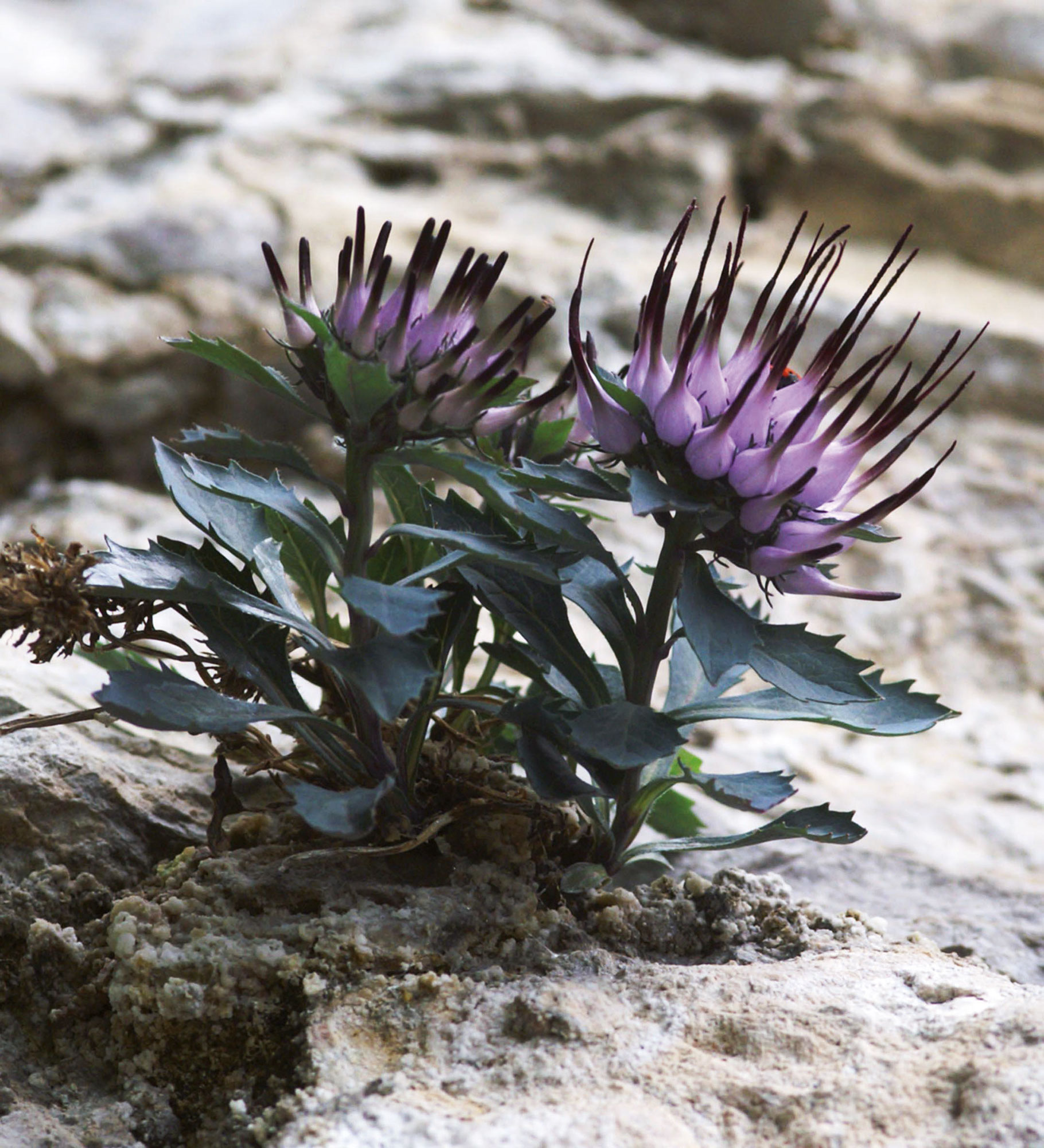 Raponzolo chiomoso Physoplexis comosa (L.) SCHUR raponzolo di roccia