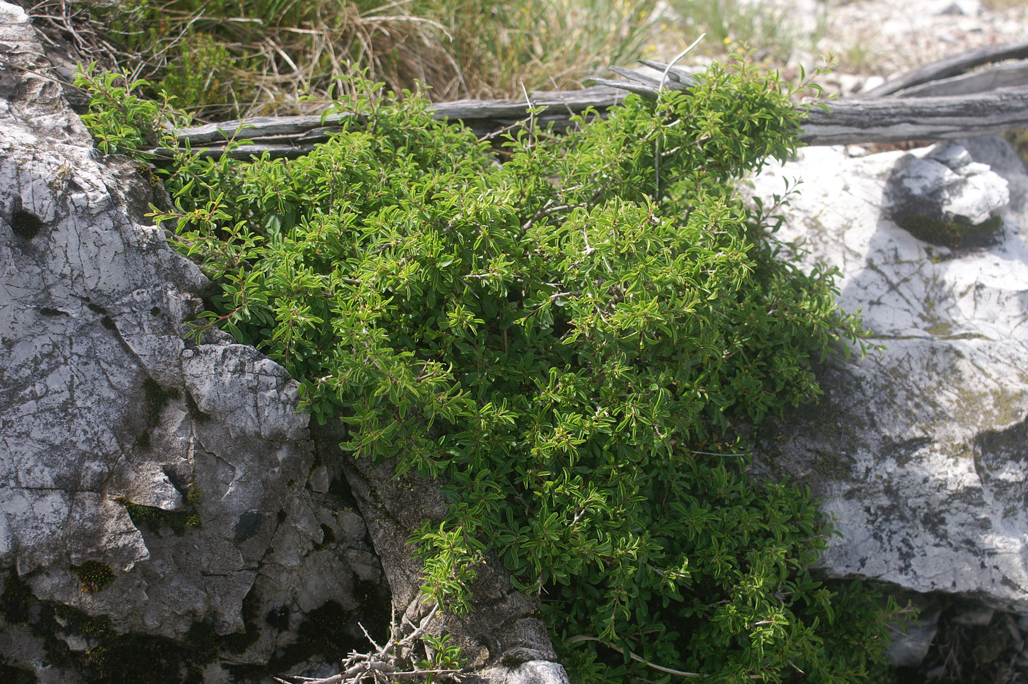 Ranno spinello Rhamnus saxatilis JACQUIN
