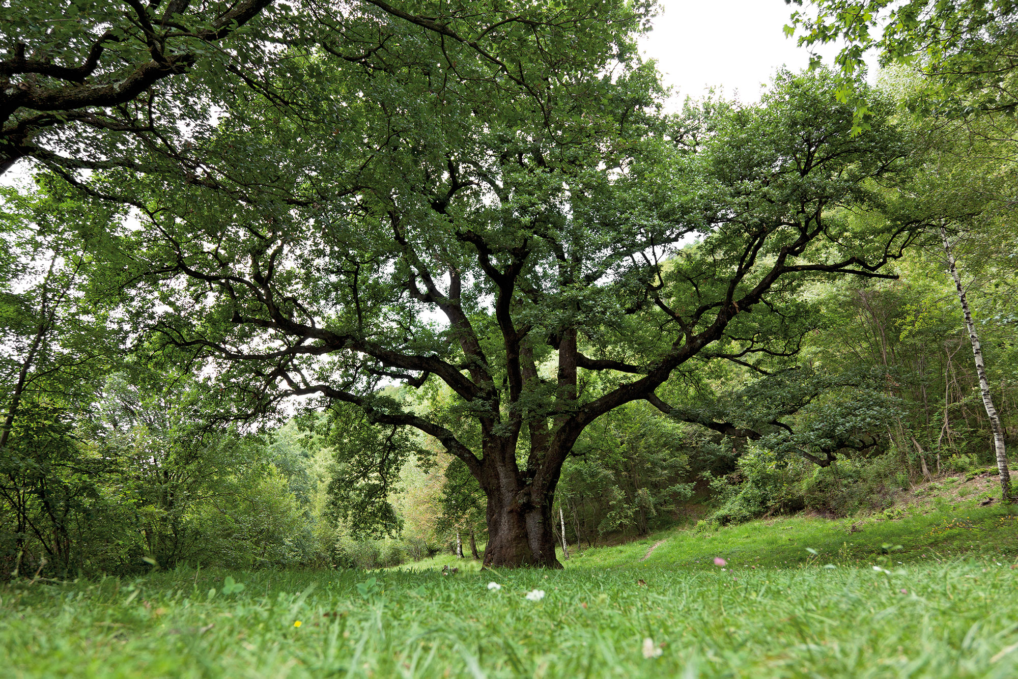 Rogolone