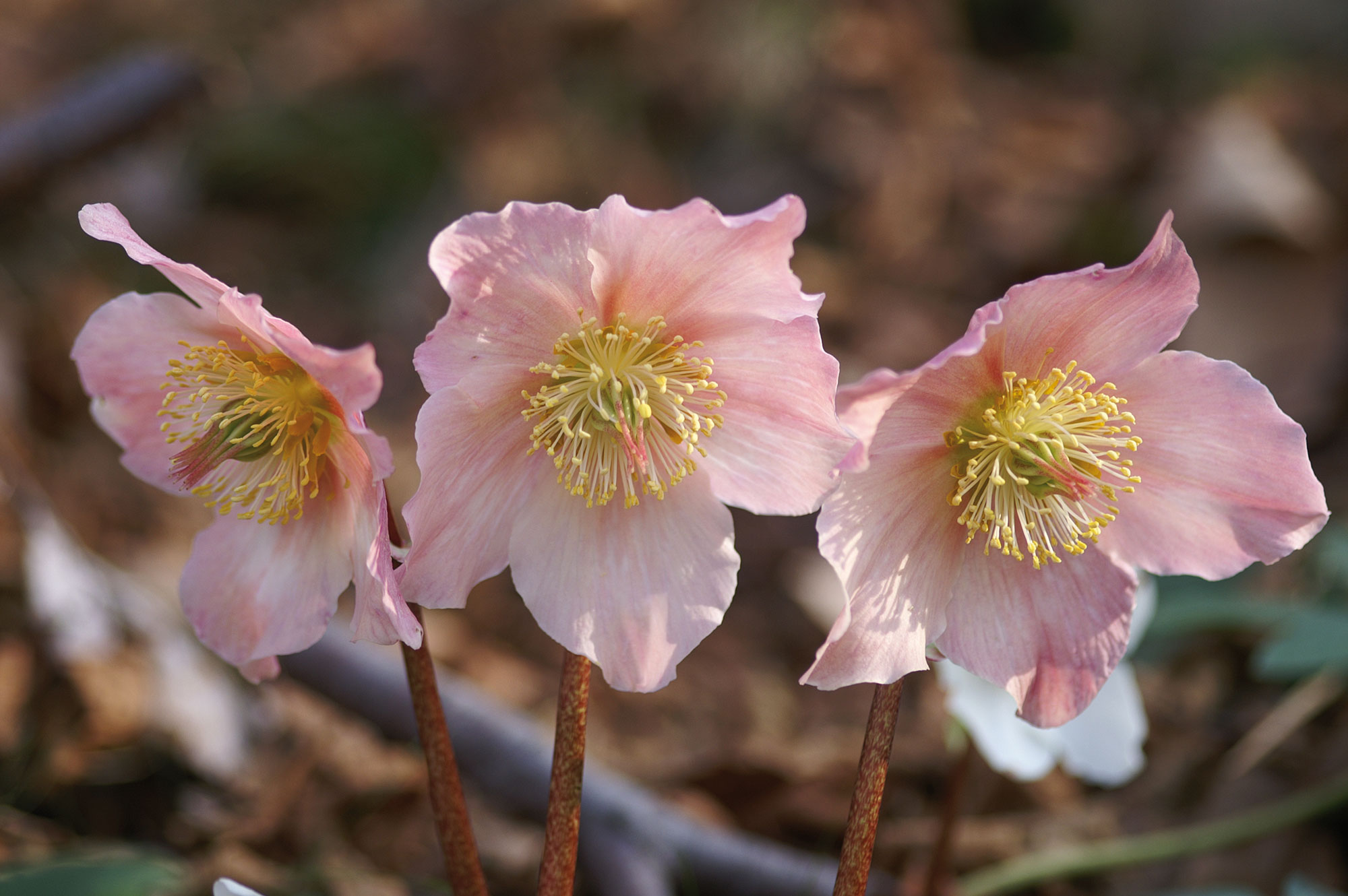 Elleboro bianco (rosa di natale) Helleborus niger L. elleboro nero