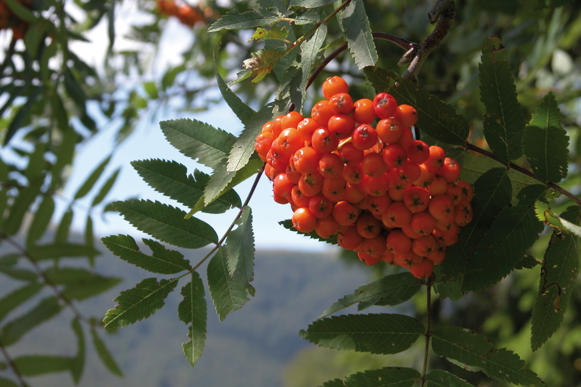 Sorbo degli uccellatori Sorbus aucuparia L.
