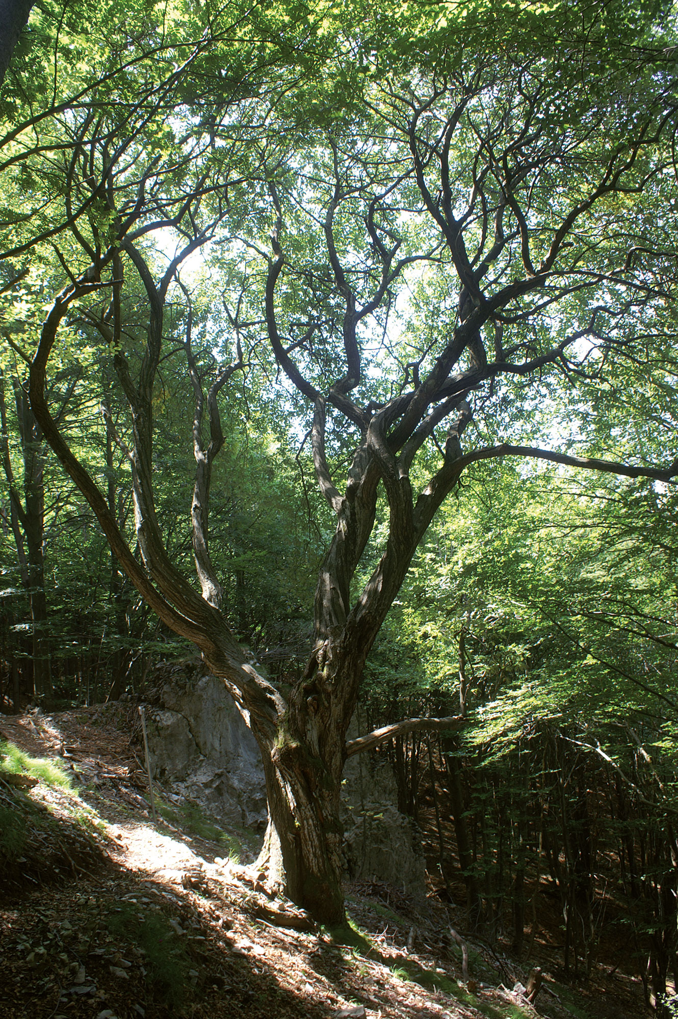 Sorbo montano Sorbus aria (L.) CRANTZ