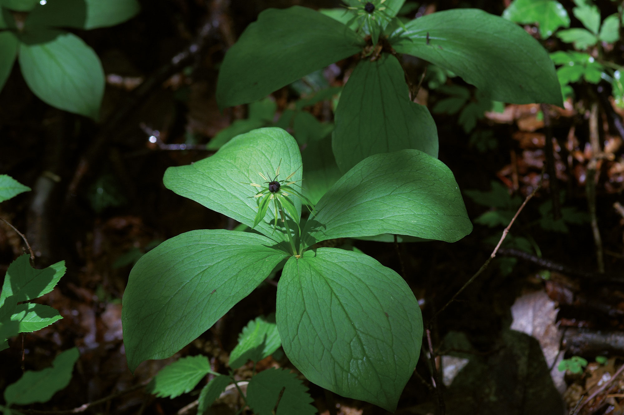 Uva di volpe Paris quadrifolia L.