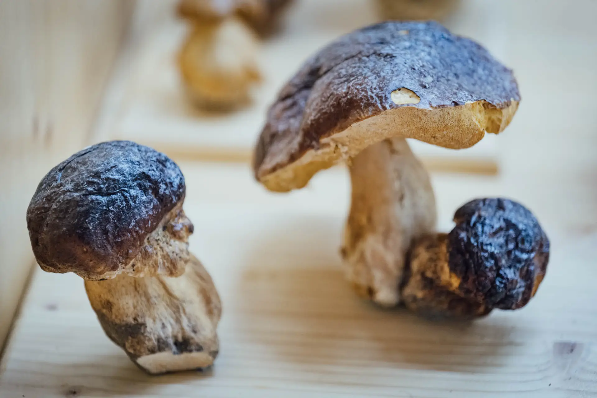 Esemplare di fungo Boletus pinophilus (P. & D.)