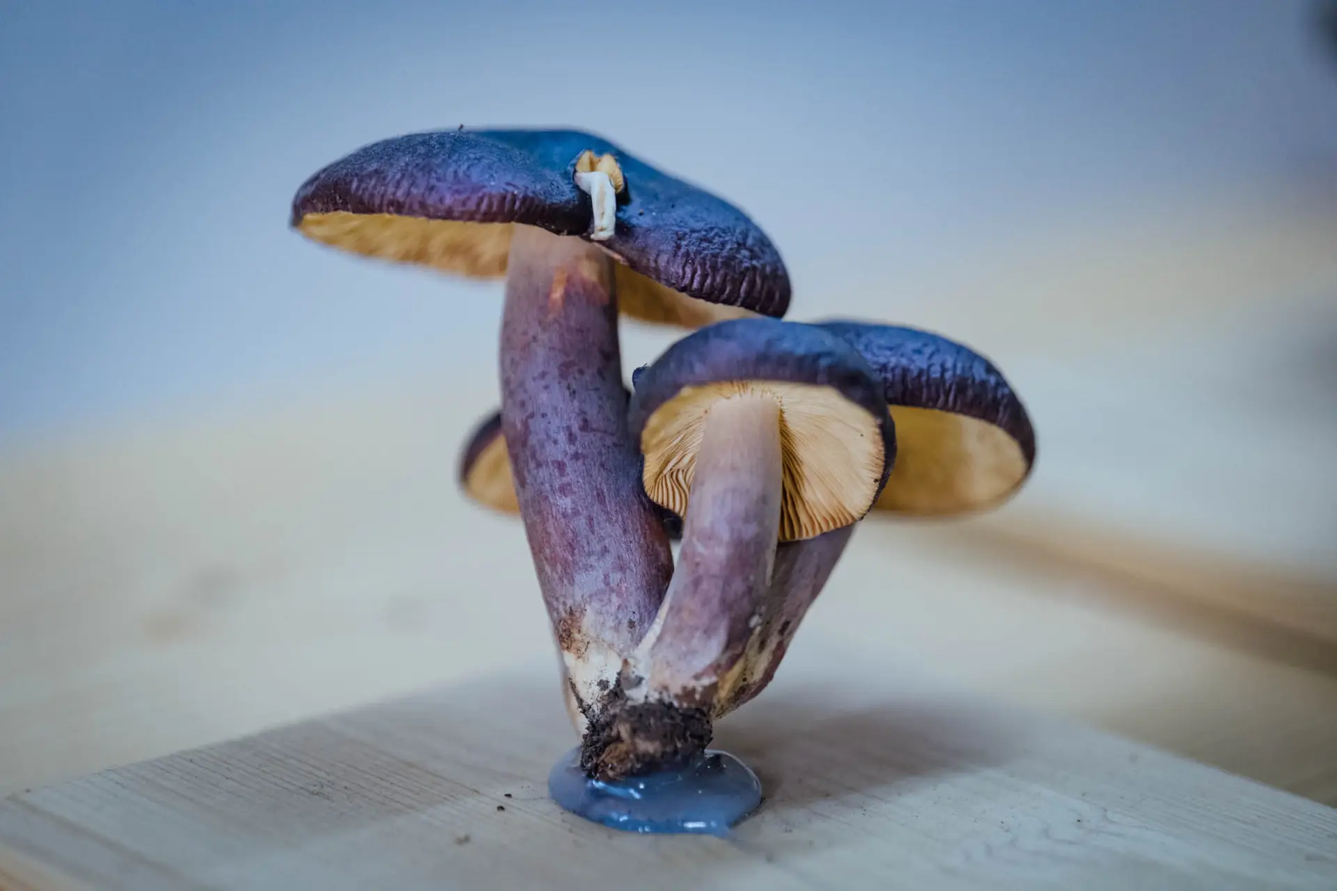 Esemplare di fungo Russula sardonia Fr.