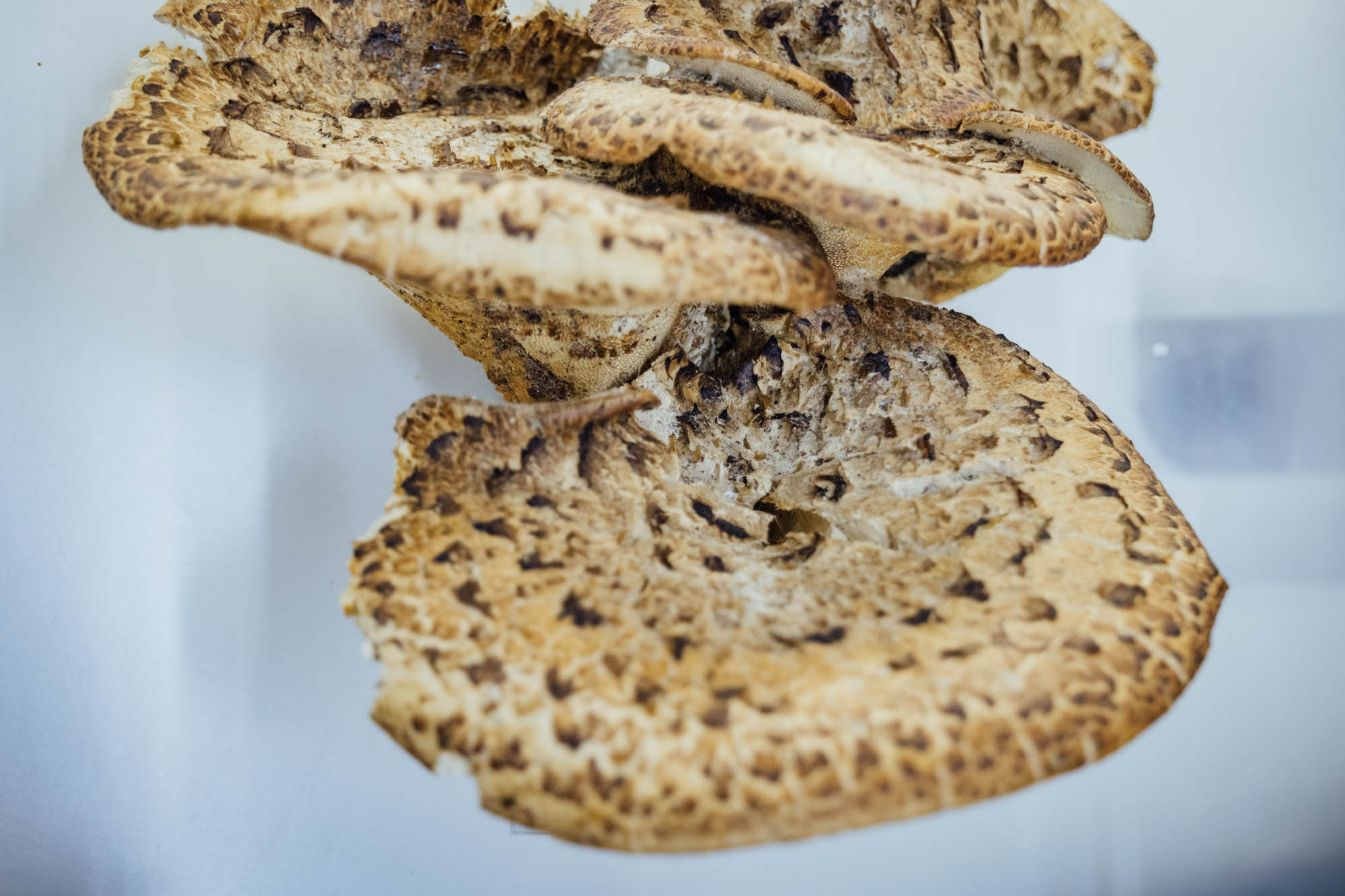 Esemplare di fungo Polyporus squamosus (H. Fr.)