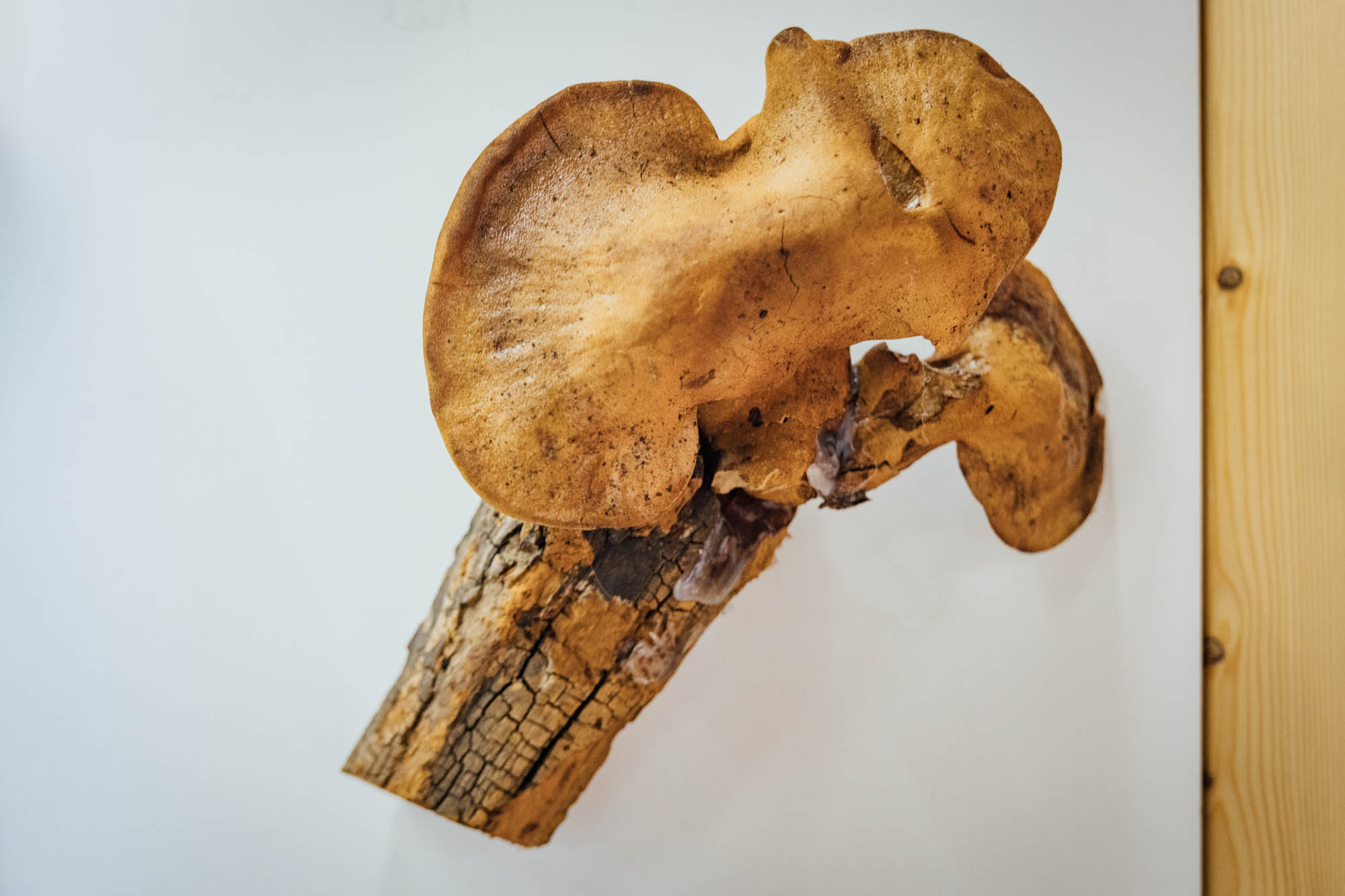 Esemplare di fungo Fistulina hepatica (S. : Fr.)