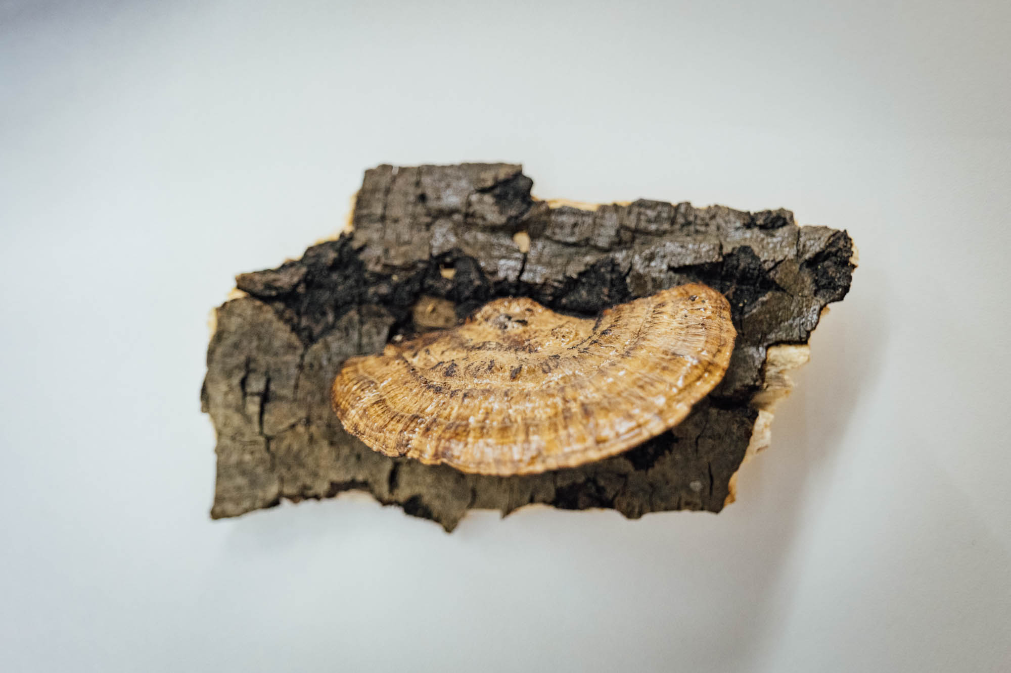 Esemplare di fungo Daedaleopsis confragosa
