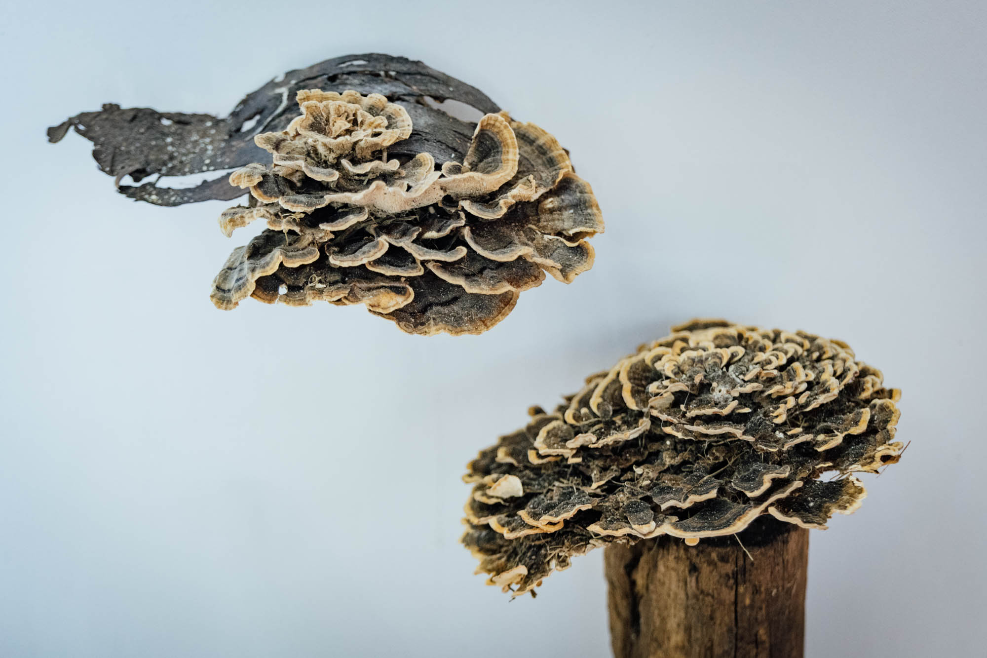 Specimen of the fungus Trametes versicolor (L.) P.