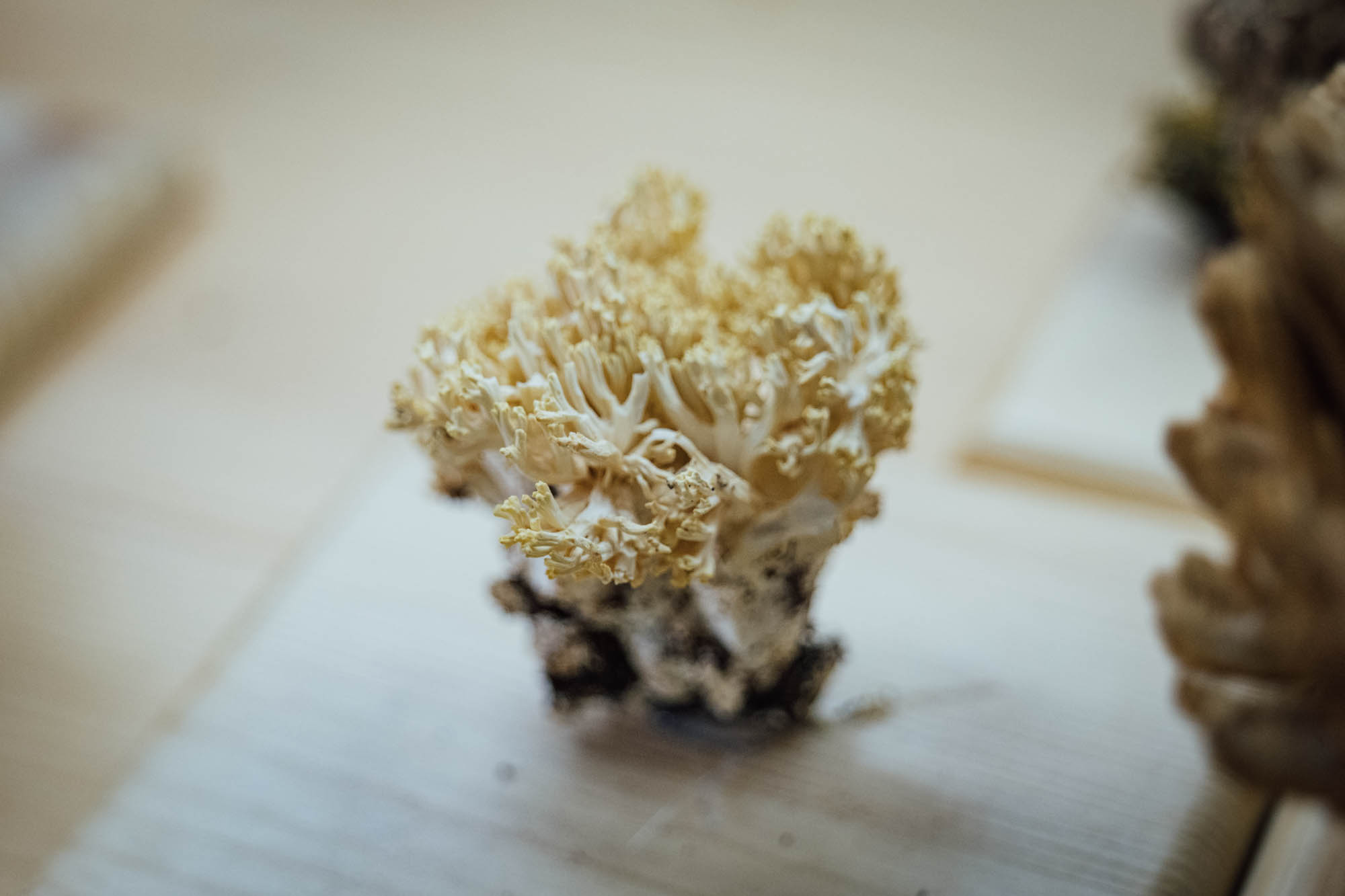 Specimen of the fungus Ramaria flava (S. Fr.) Q.