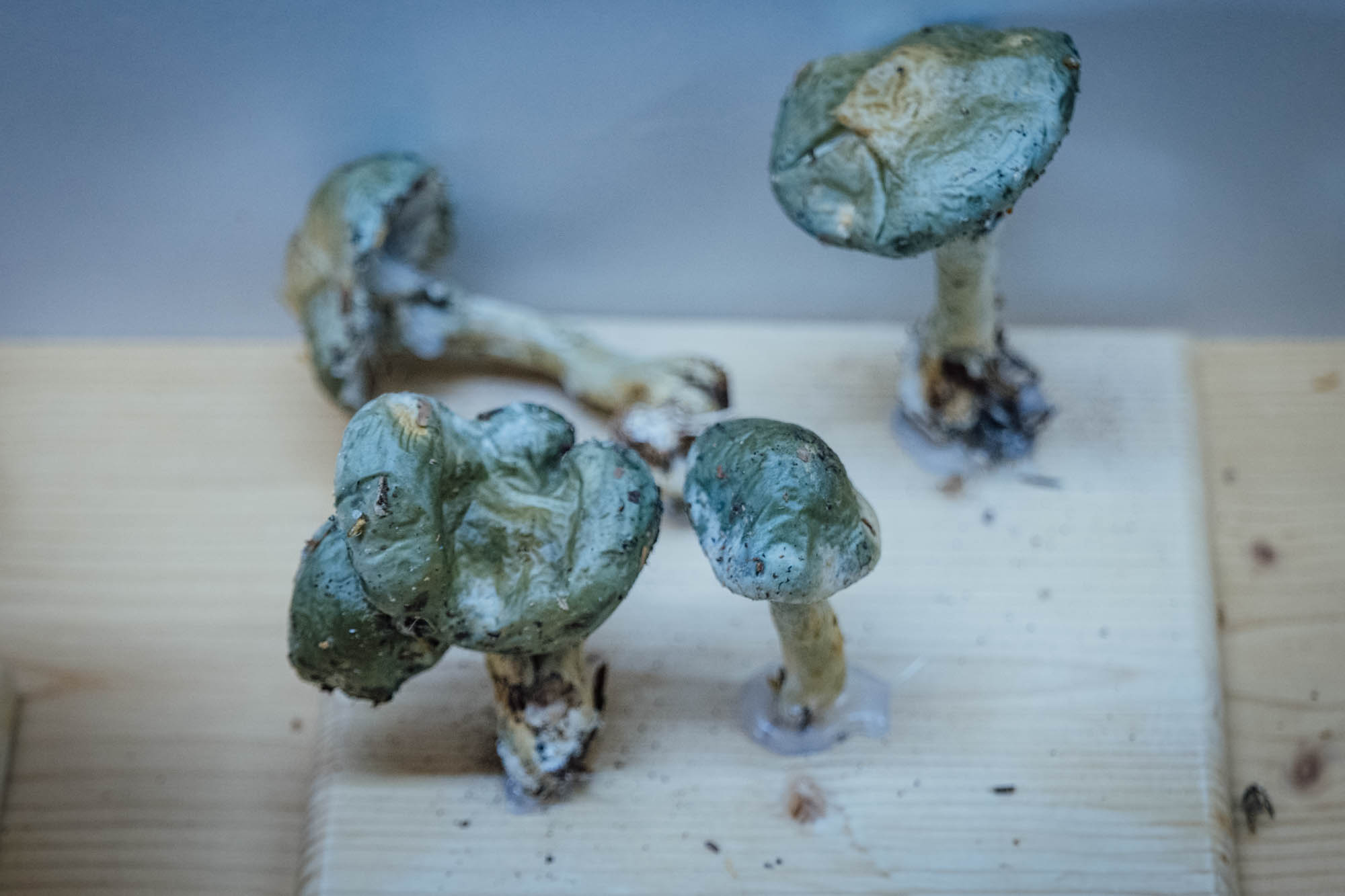 Esemplare di fungo Stropharia pseudocyanea