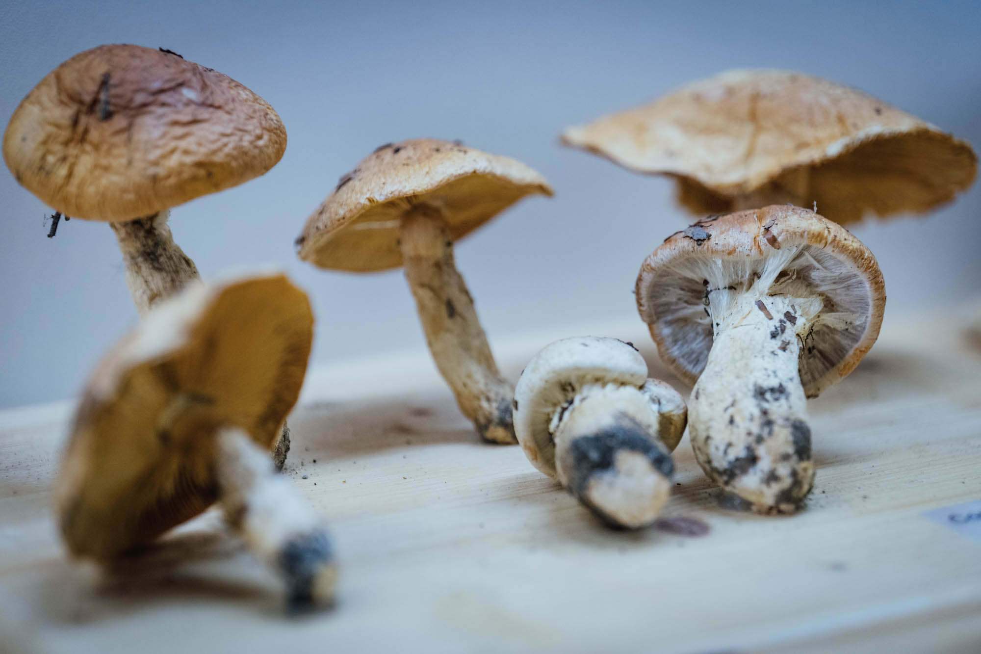 Esemplare di fungo Cortinarius claricolor (F.) F.