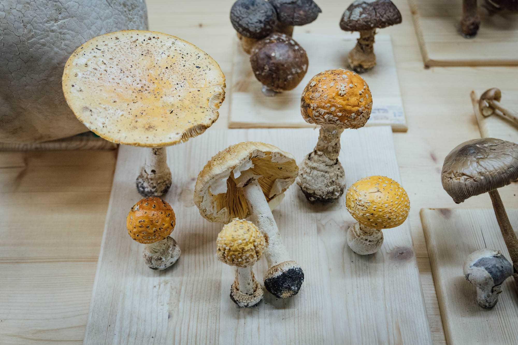 Esemplare di fungo Amanita muscaria L.