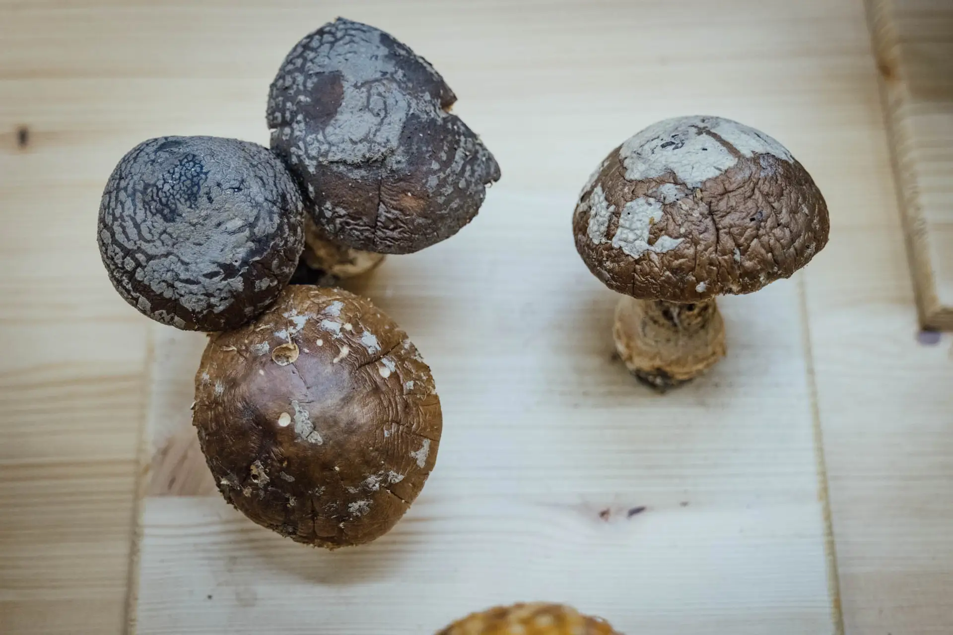 Esemplare di fungo Amanita excelsa var. spissa