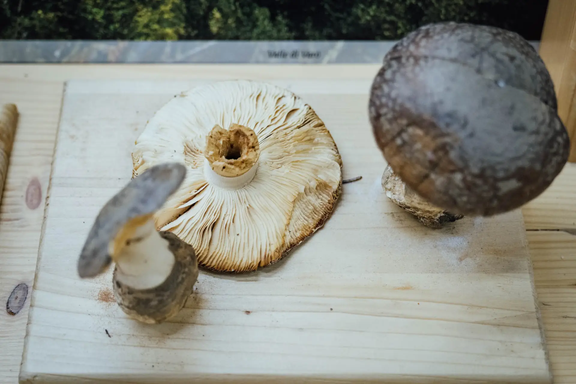 Esemplare di fungo Amanita spissa (Fr.) P. K