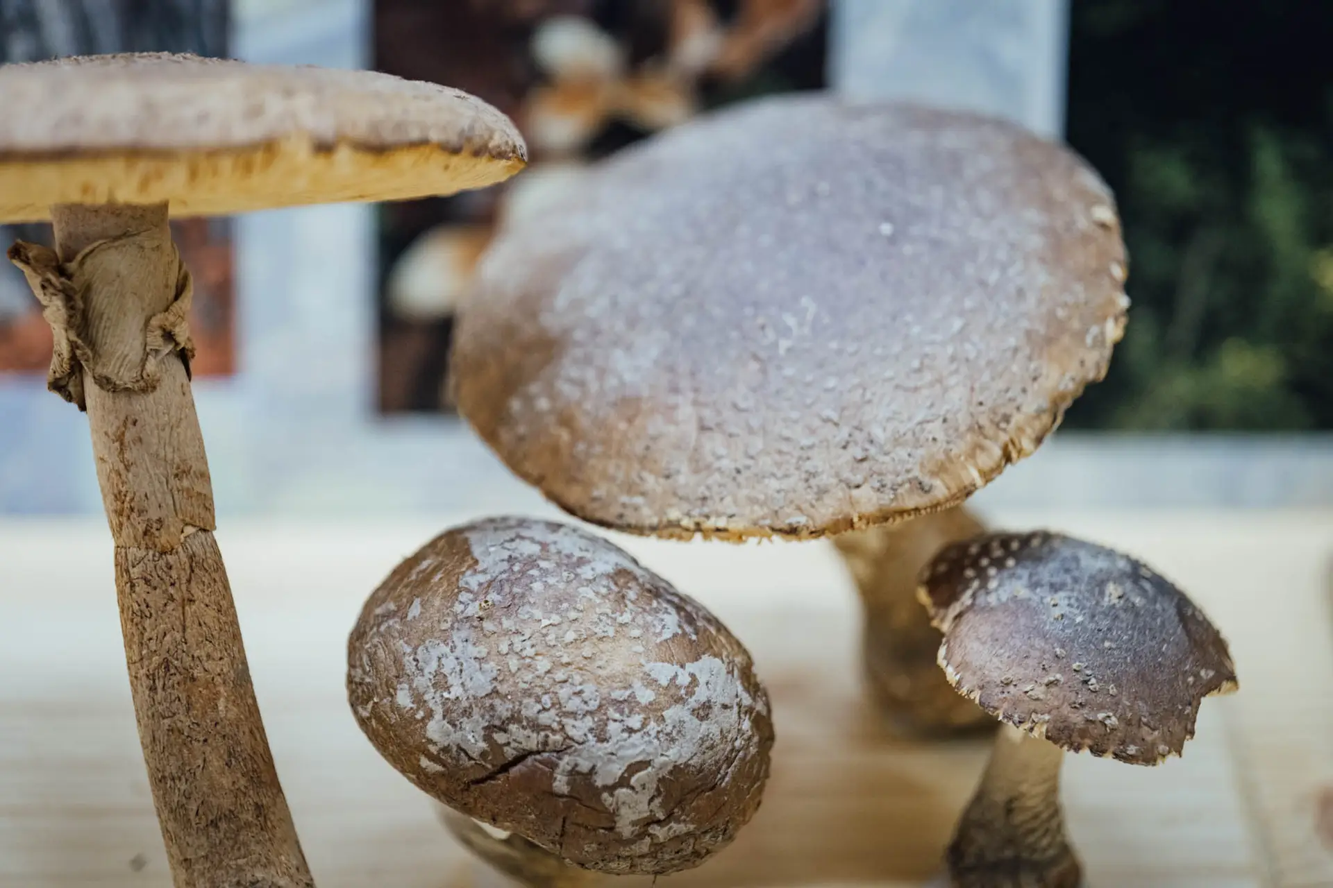Esemplare di fungo Amanita excels var. valida