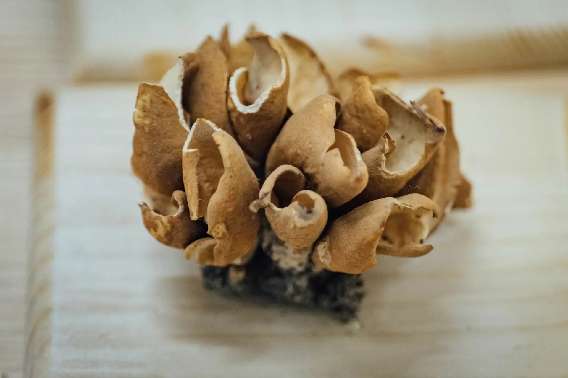 Specimen of the fungus Otidea concimna (P.) S.