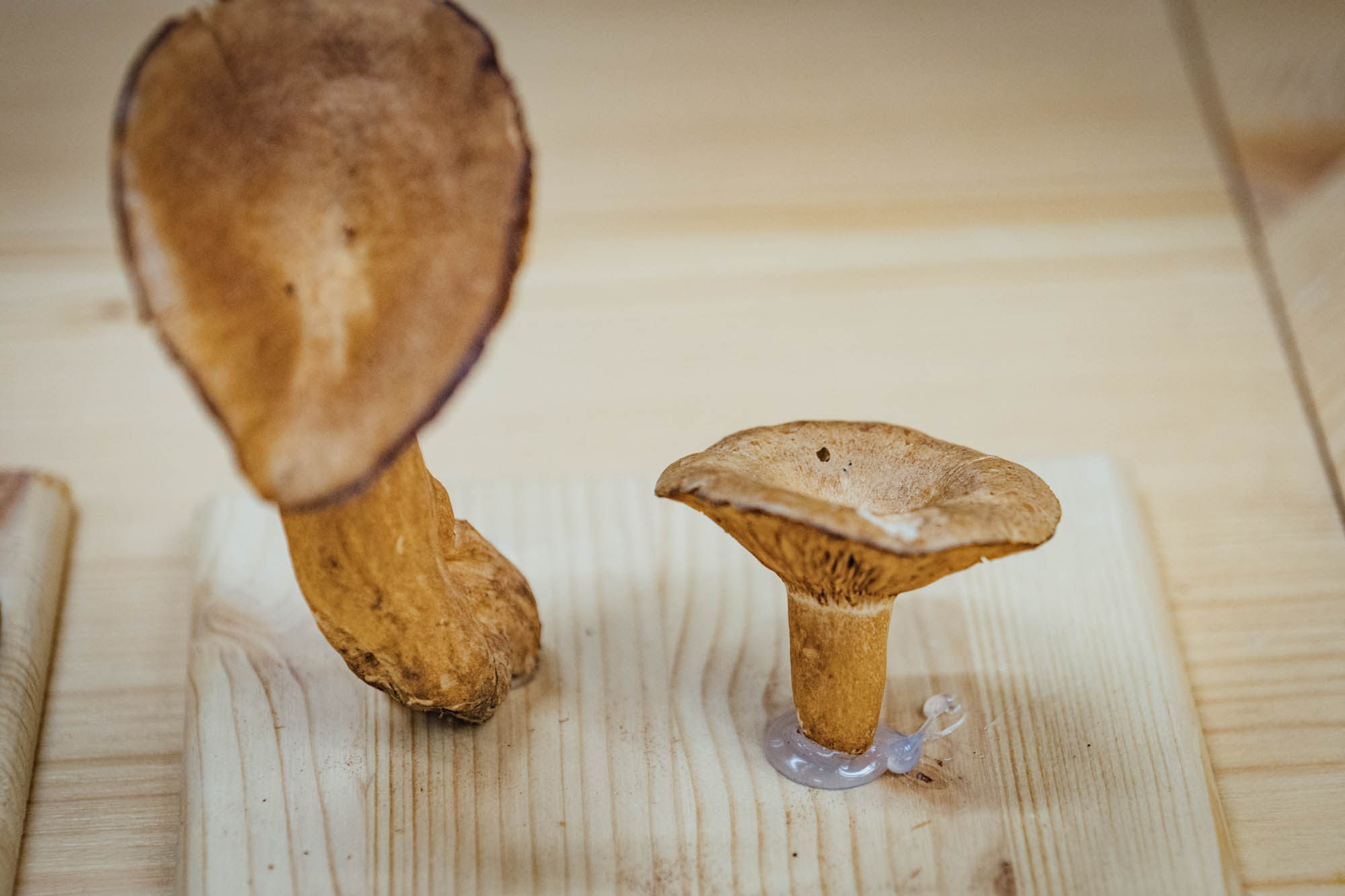 Esemplare di fungo Lactarius quietus