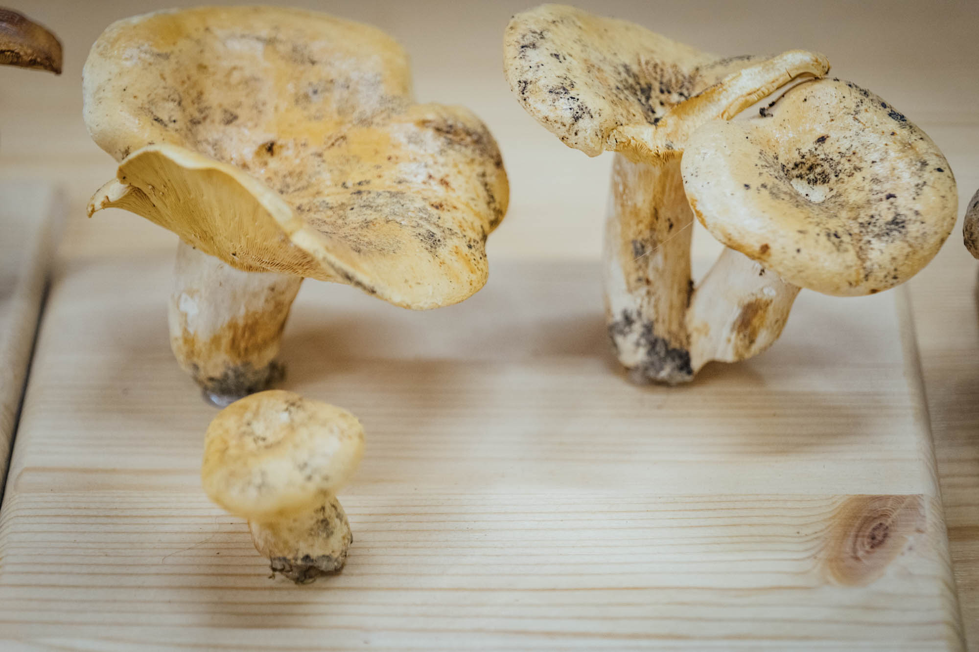 Esemplare di fungo Lactarius piperatus (L.) R.