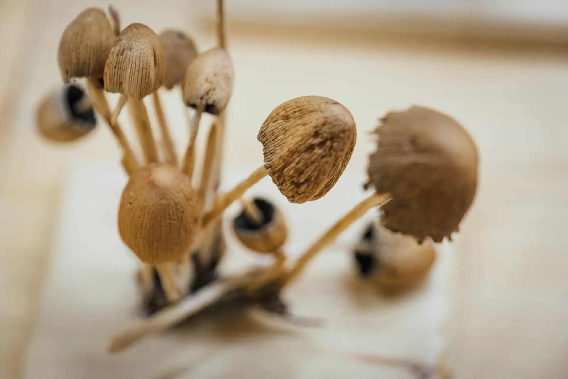 Esemplare di fungo Coprinus micaceus Fr.
