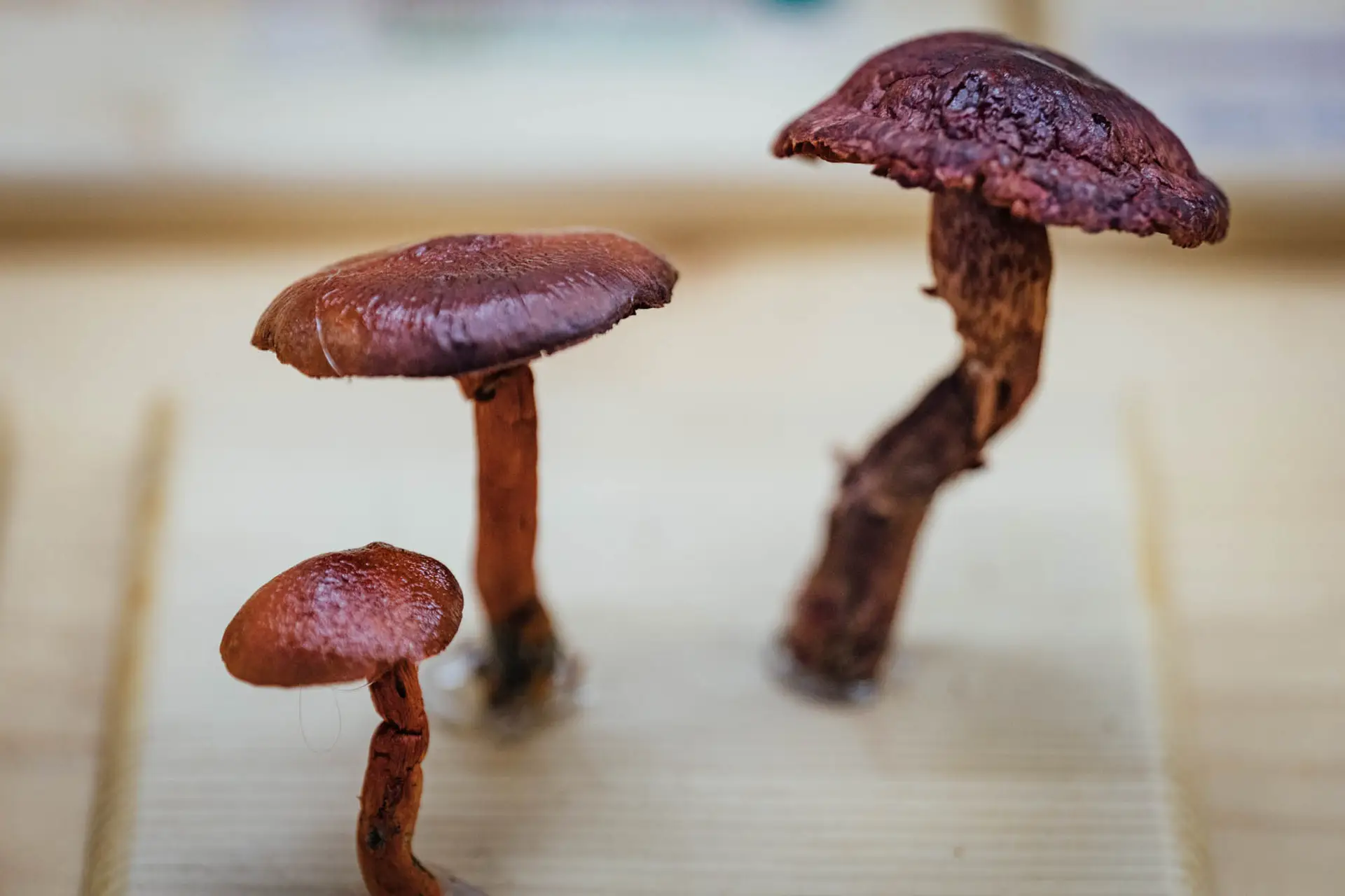 Esemplare di fungo Cortinarius cinnabarinus Fr.