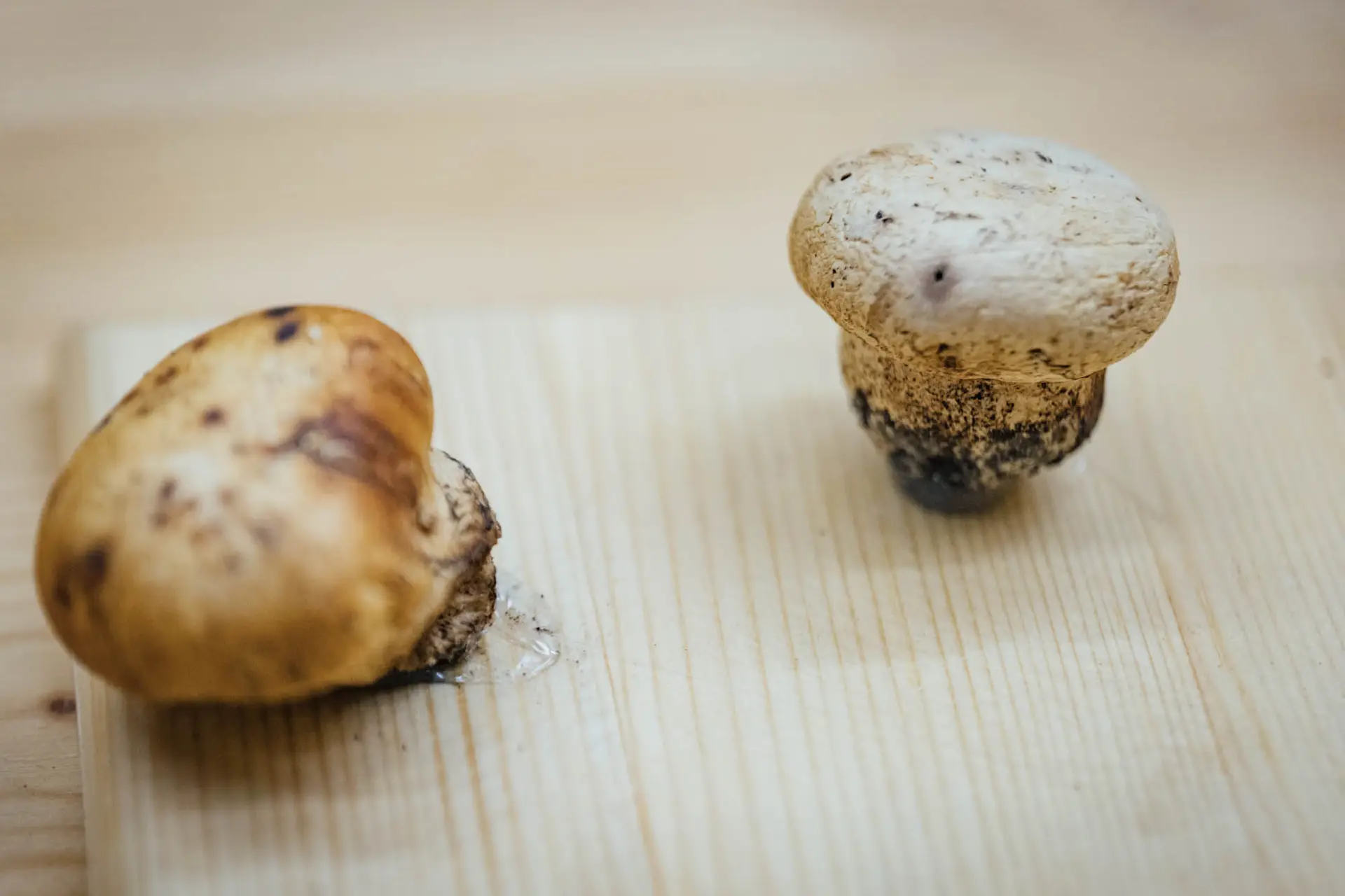 Esemplare di fungo Cortinarius sp.