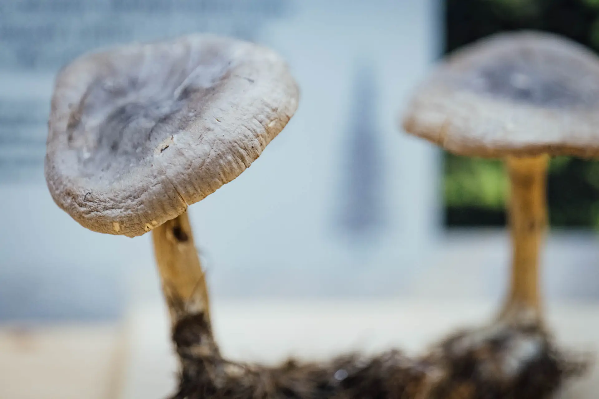 Esemplare di fungo Ampulloclilocibe clavipes
