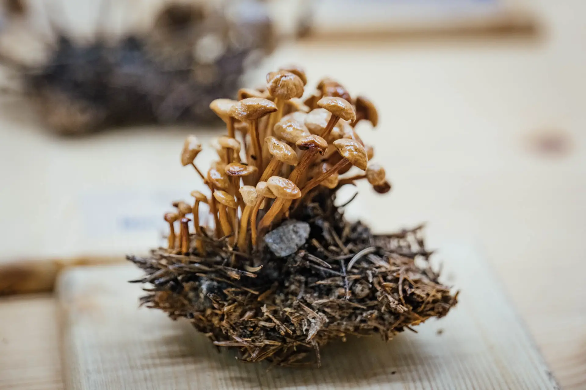 Esemplare di fungo Gymnopus alpinus