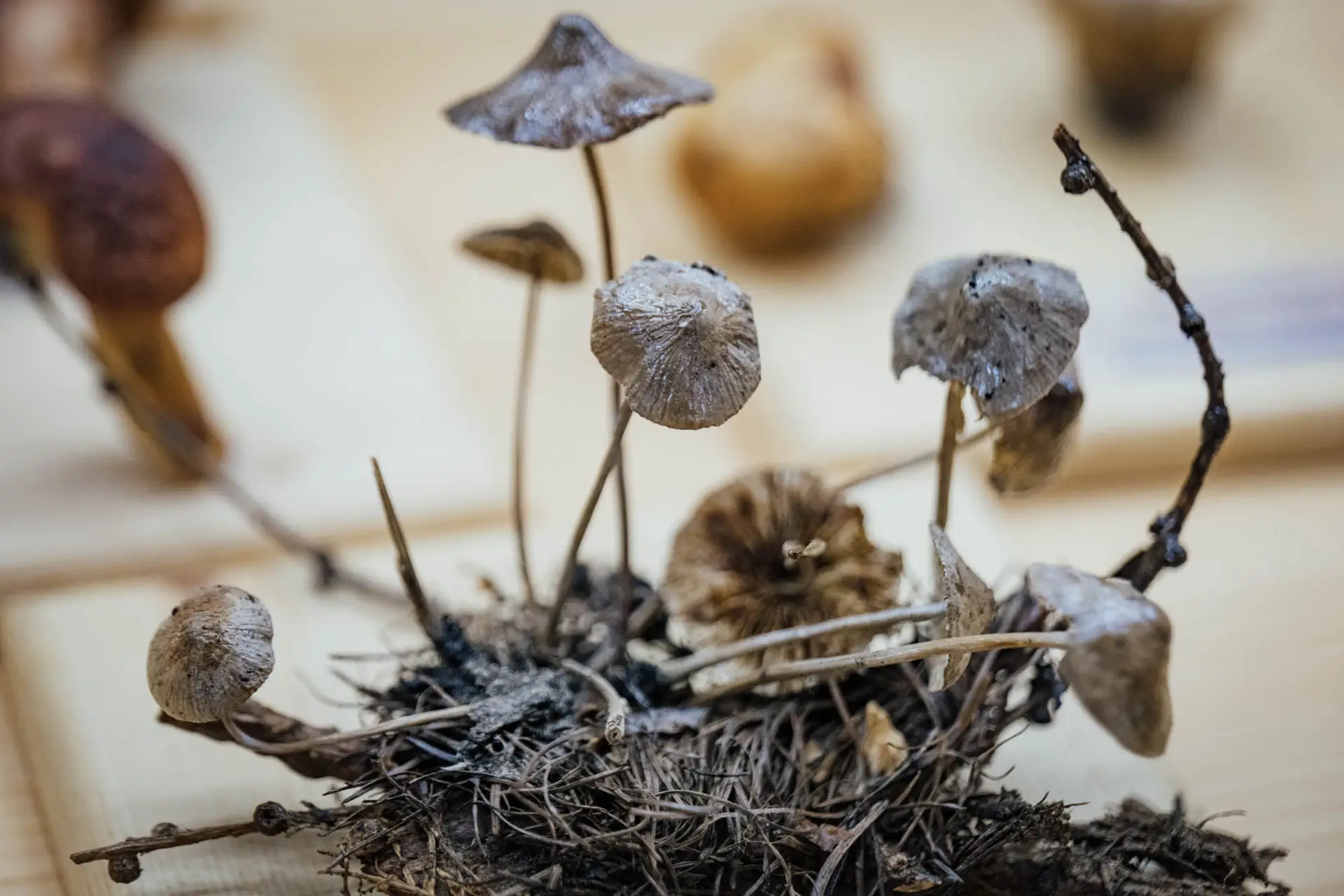Esemplare di fungo Mycena sp.