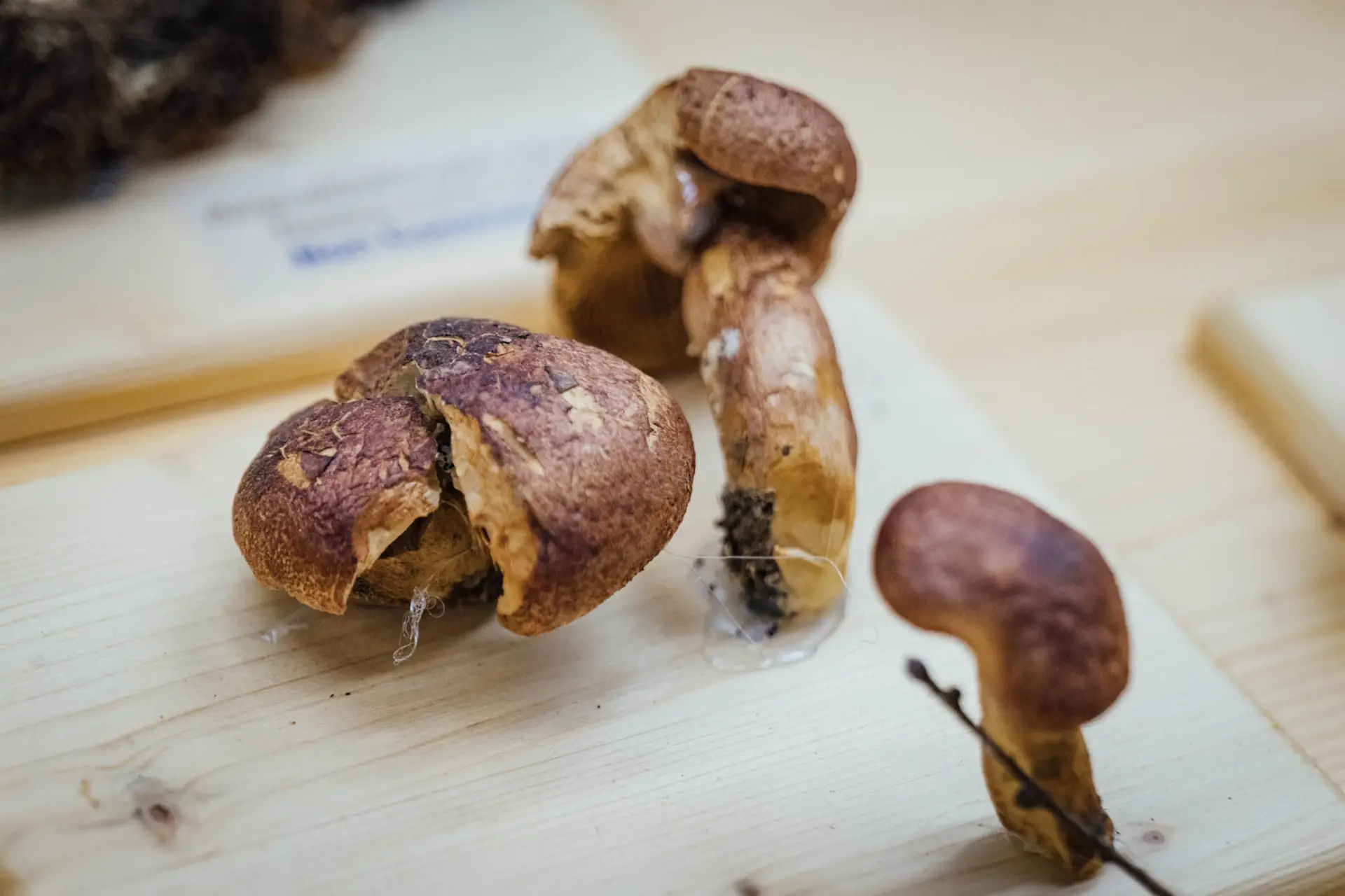 Esemplare di fungo Trichomolopsis rutilans (S.) S.