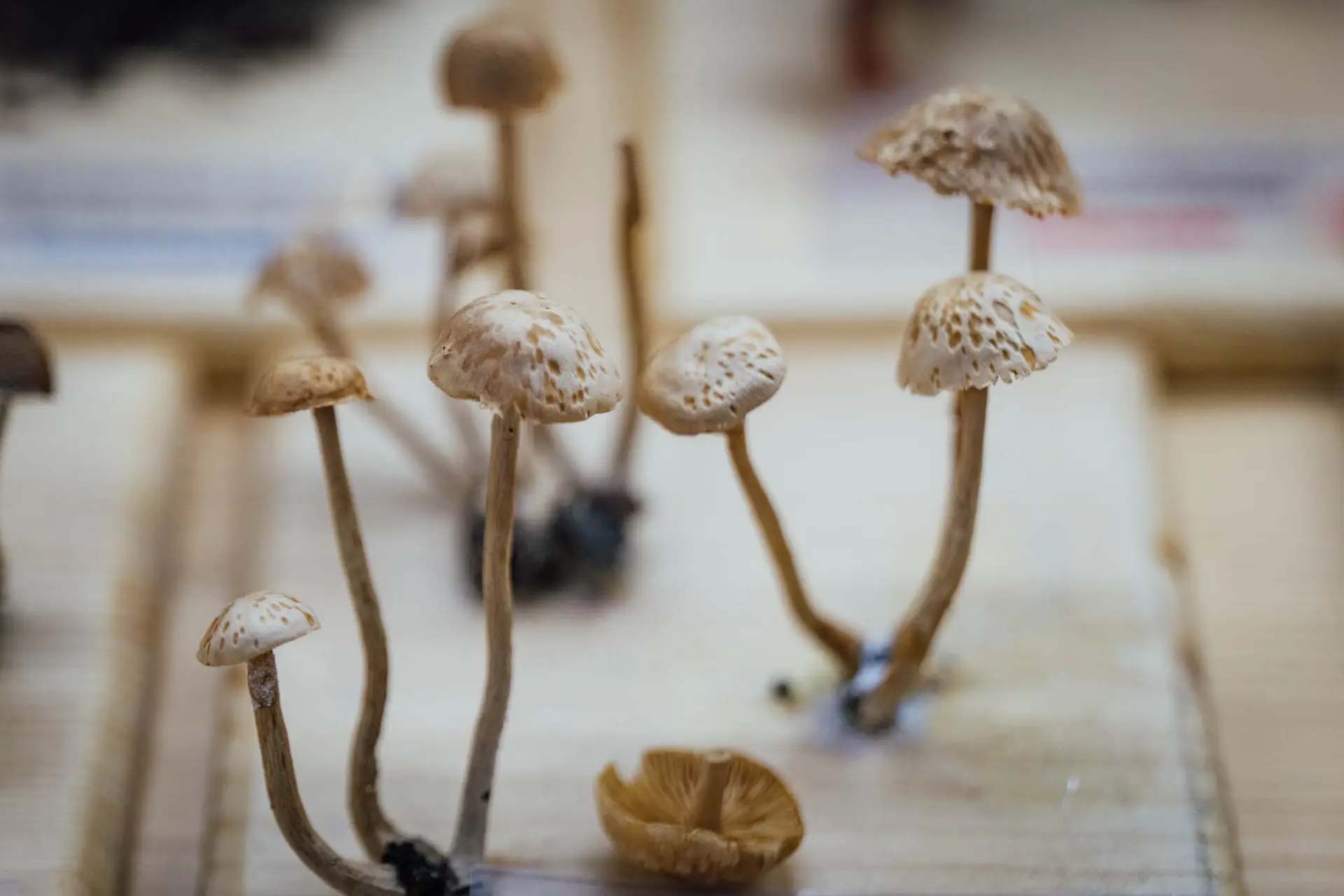 Esemplare di fungo Gymnopus confluens (P. : Fr.)