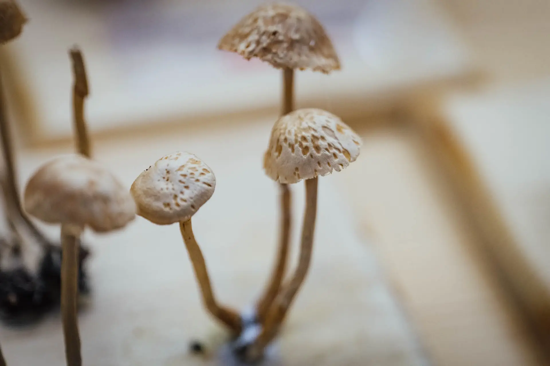 Esemplare di fungo Gymnopus confluens (P. : Fr.)