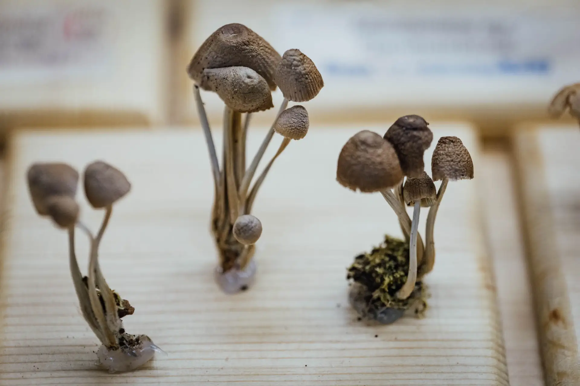 Esemplare di fungo Mycena inclinata
