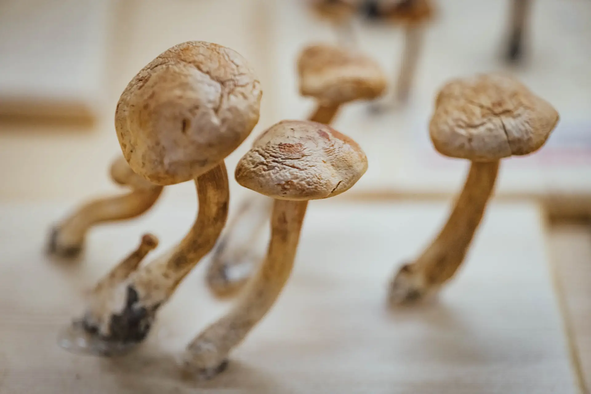Esemplare di fungo Cortinarius callisteus