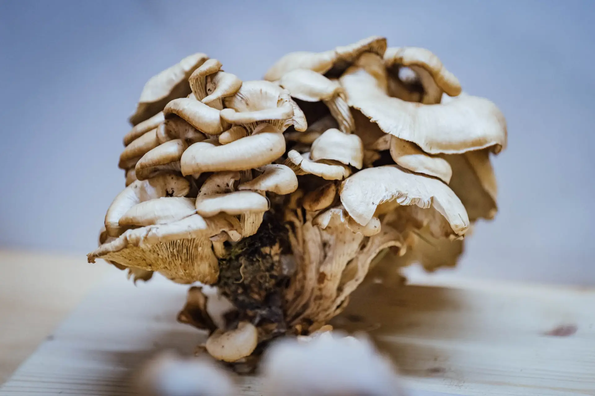 Esemplare di fungo Lentinellus cochleatus