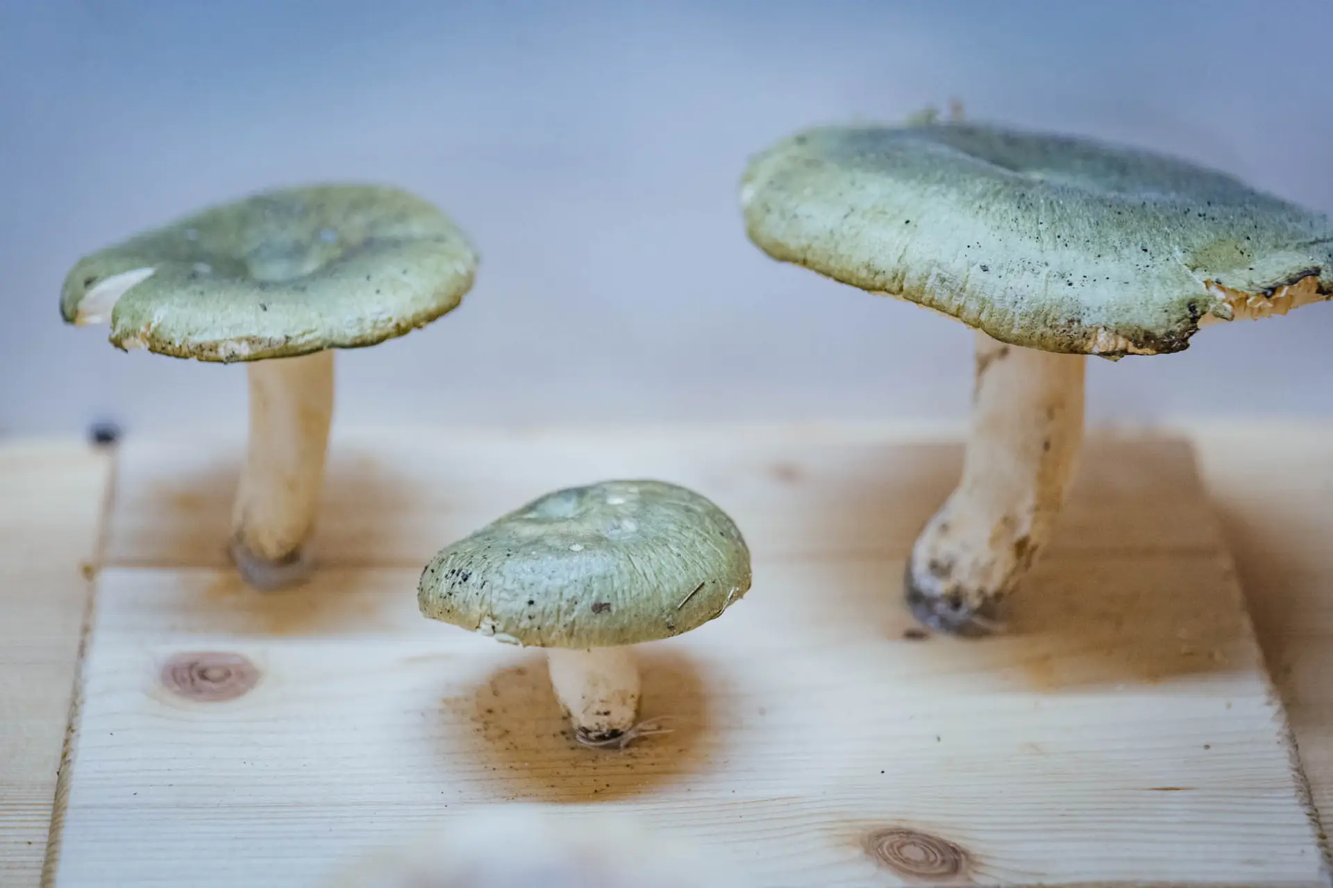 Esemplare di fungo Russula cyanoxantha var pelteraul