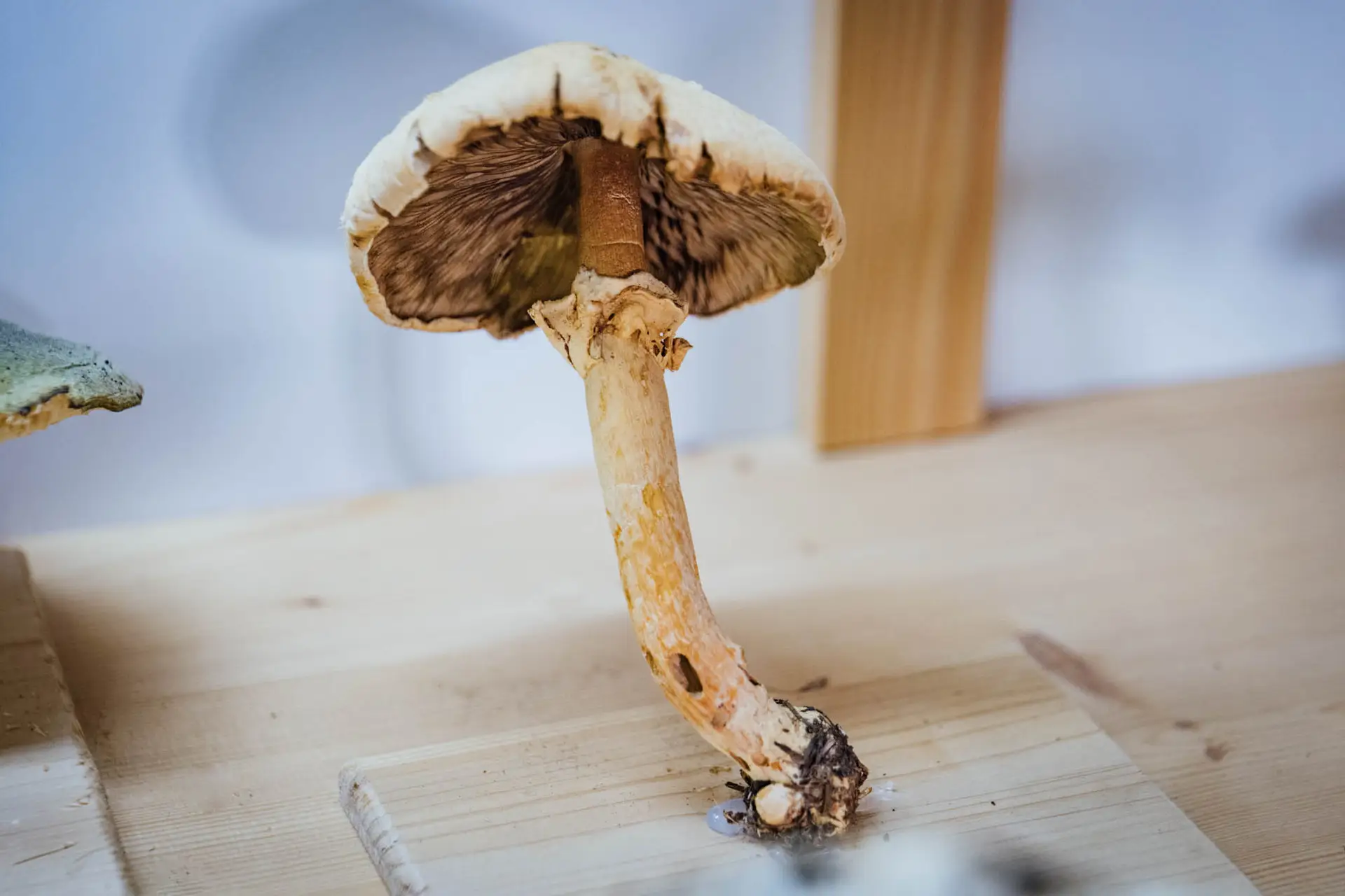 Esemplare di fungo Agaricus arvensis