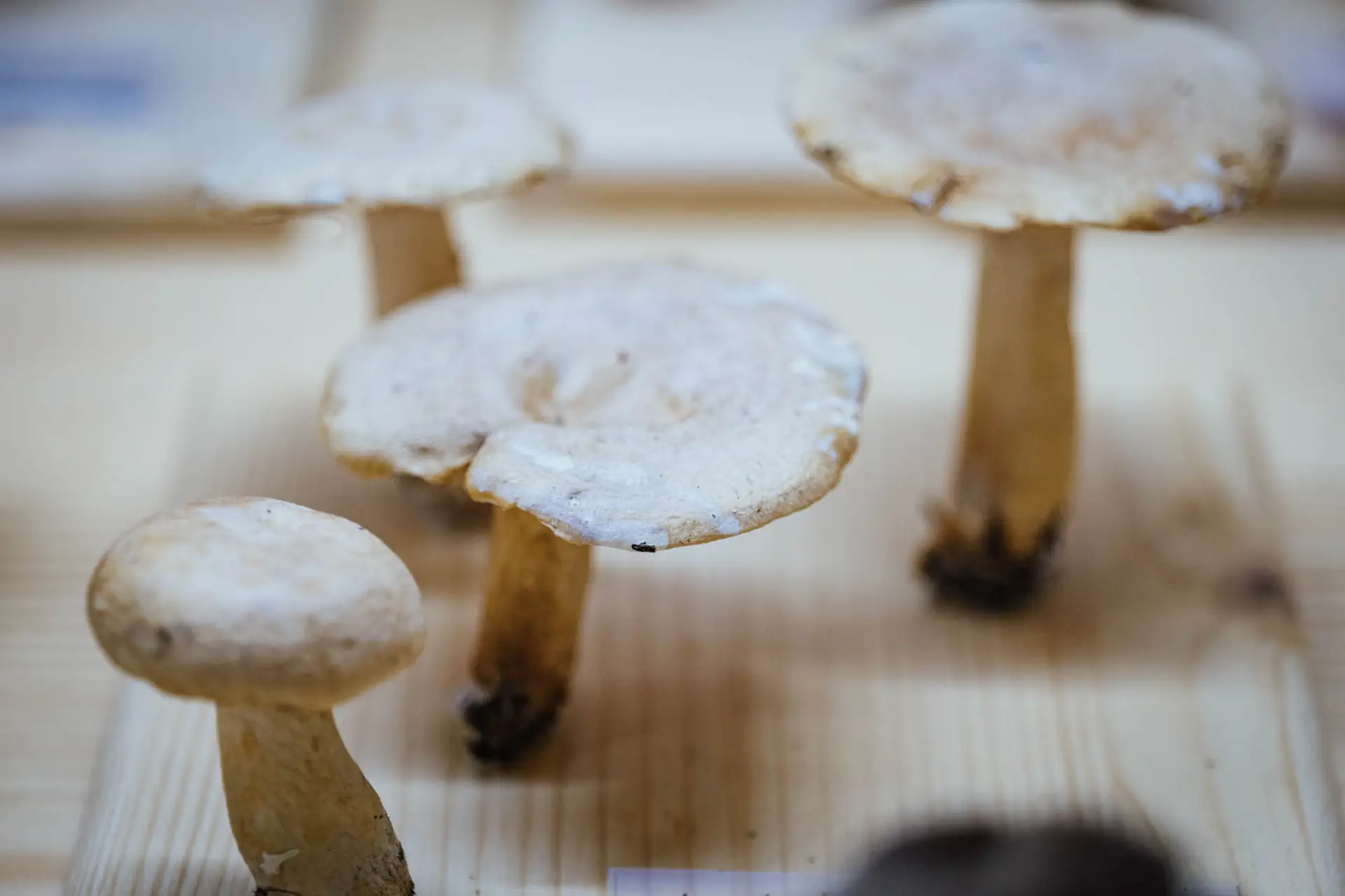 Esemplare di fungo Lactarius chrysorrheus