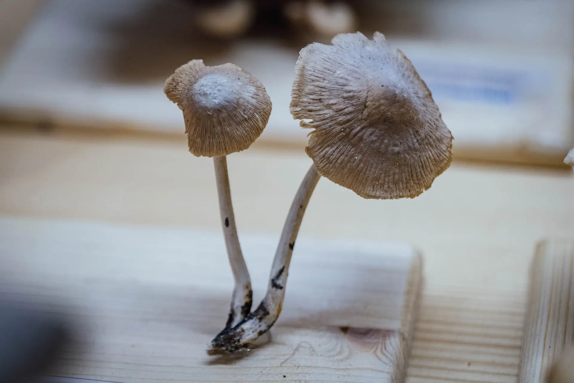Esemplare di fungo Hymenopallis radicata (R.) M.