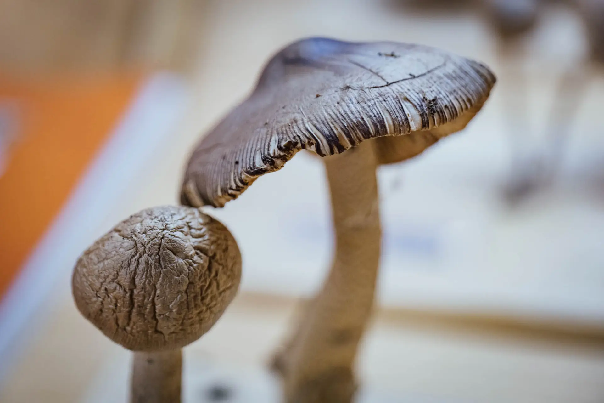 Esemplare di fungo Hymenopallis radicata (R.) M.