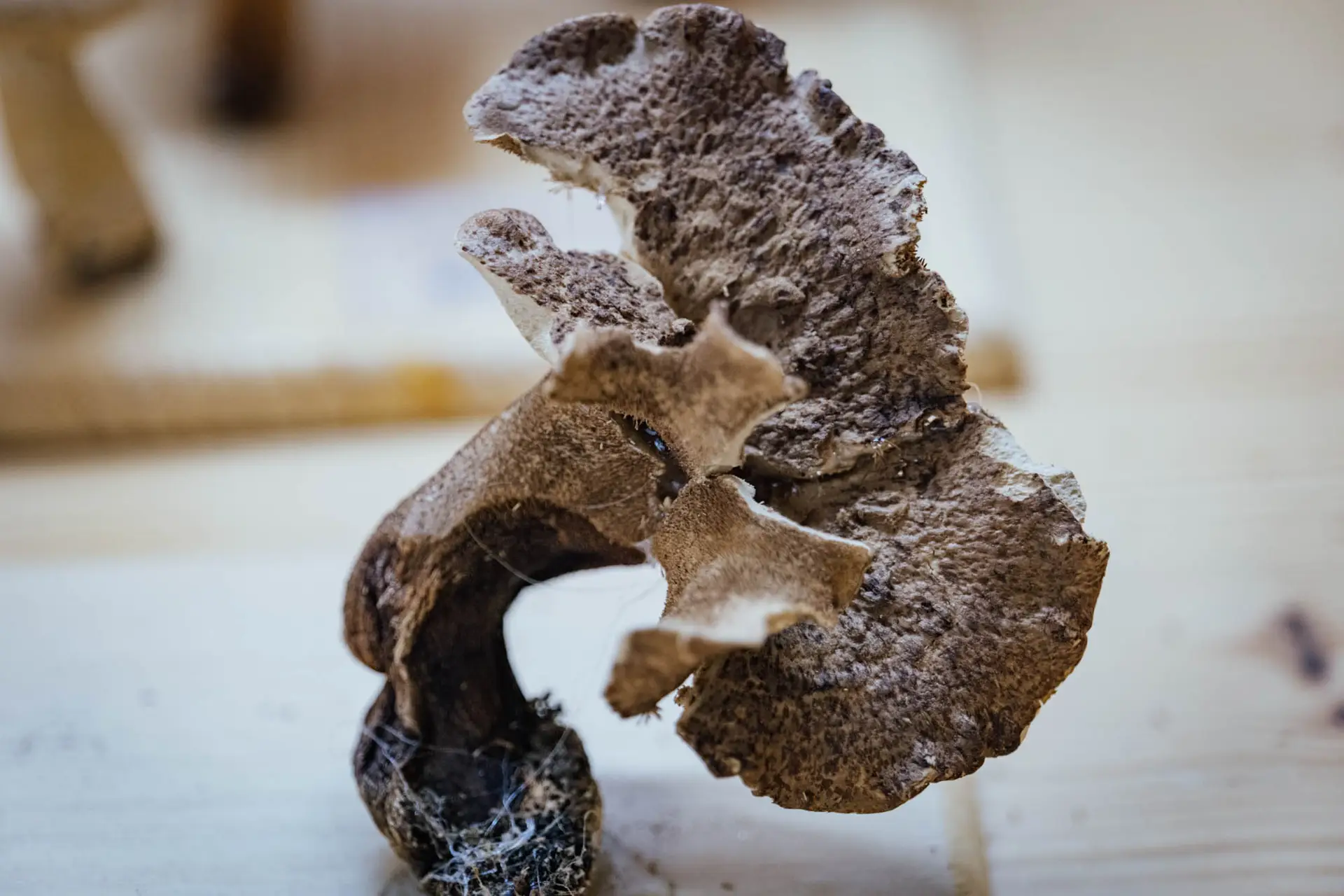 Esemplare di fungo Sarcodon imbricatus