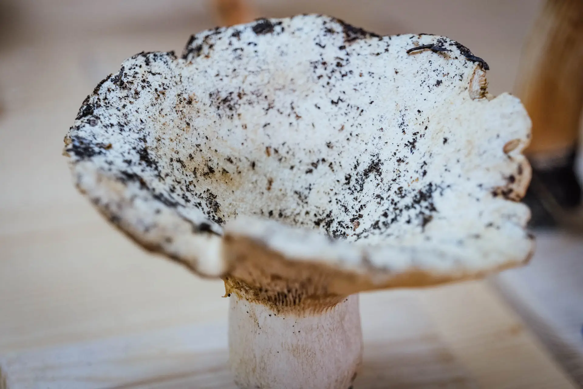Esemplare di fungo Russula chloroides